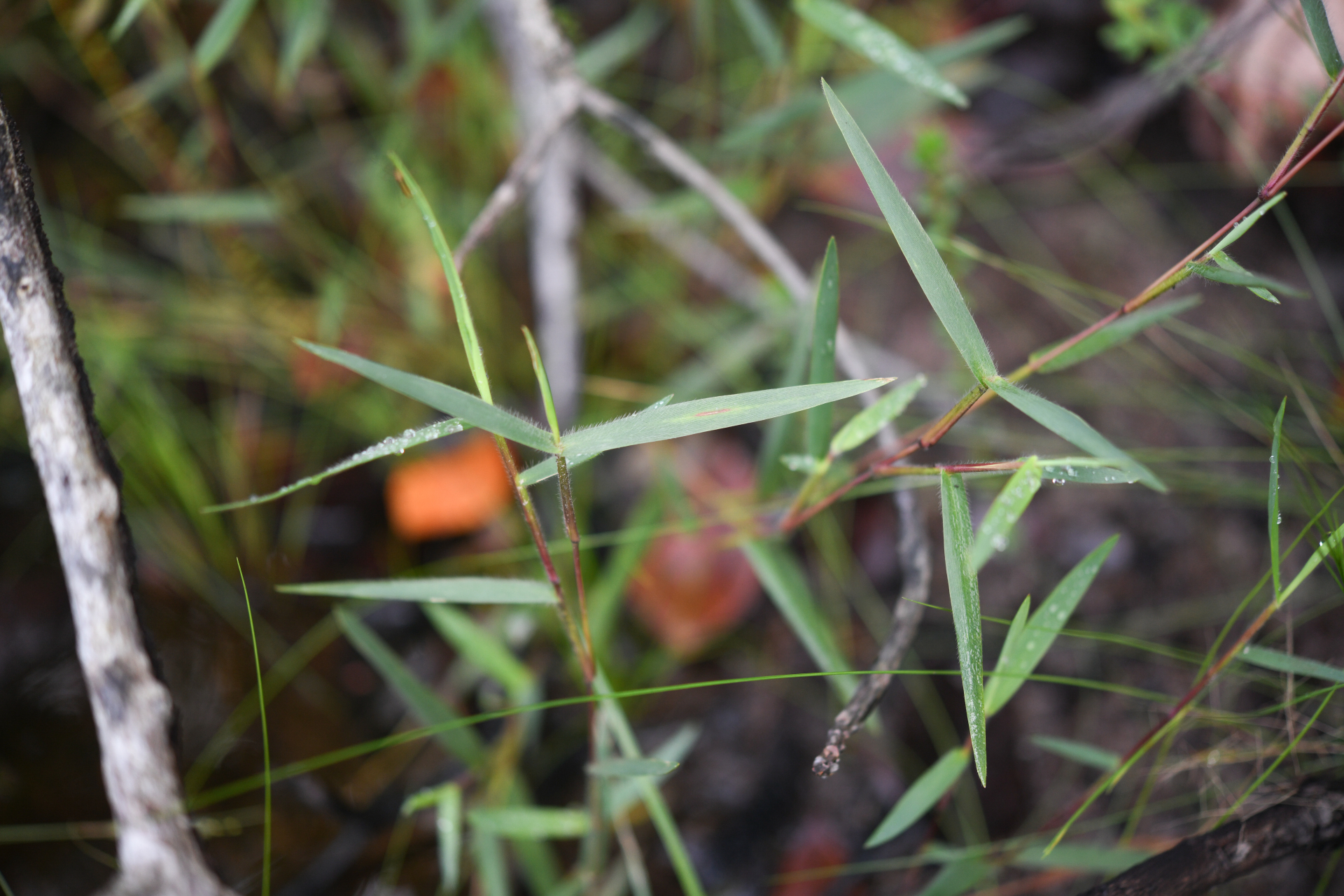 Trichanthecium granuliferum (Kunth) Zuloaga & Morrone - Photo Bivouac Naturaliste