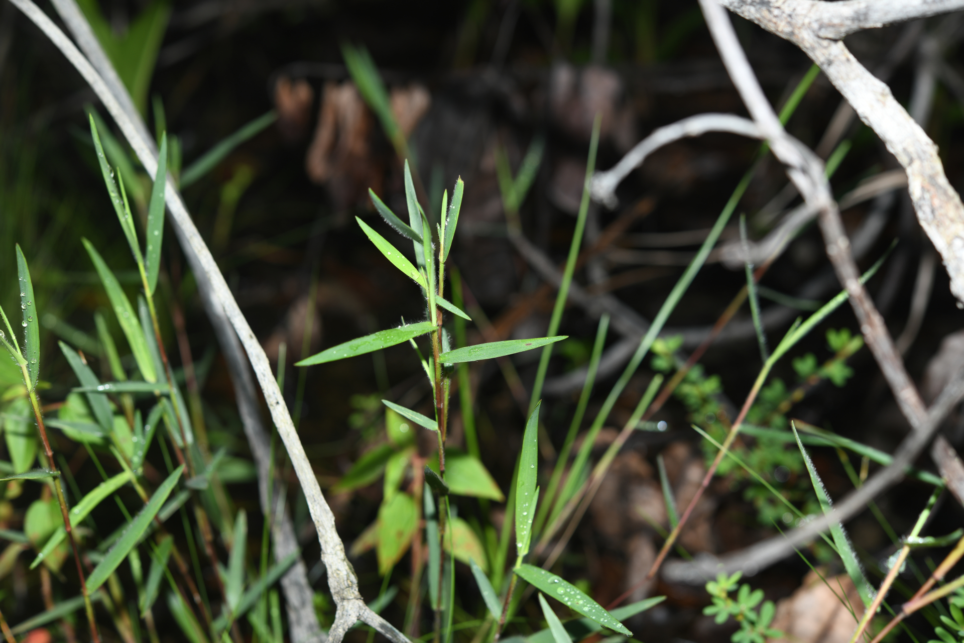 Trichanthecium granuliferum (Kunth) Zuloaga & Morrone - Photo Bivouac Naturaliste