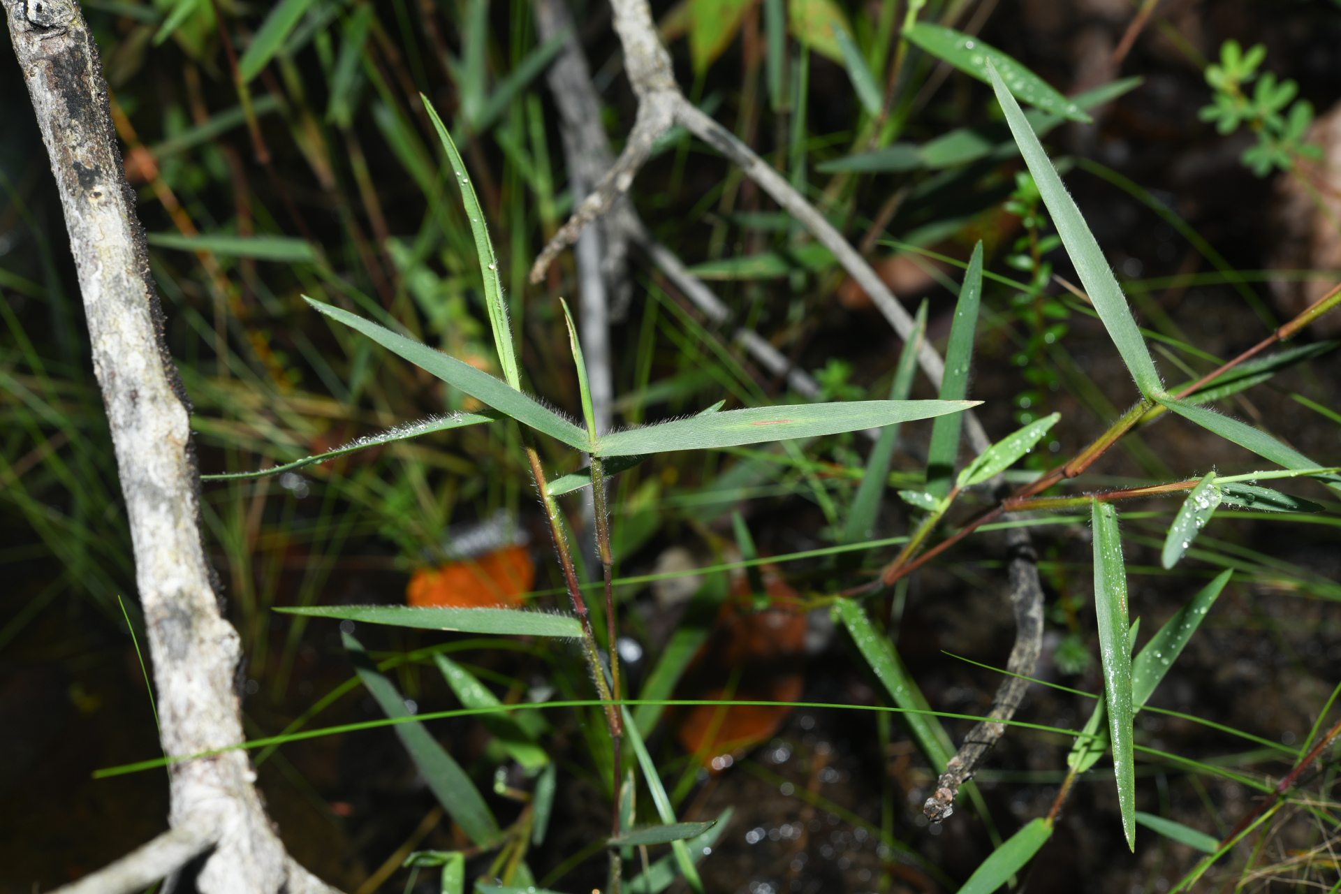 Trichanthecium granuliferum (Kunth) Zuloaga & Morrone - Photo Bivouac Naturaliste