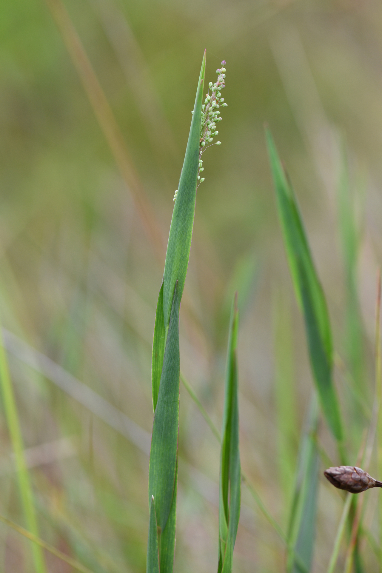 Trichanthecium cyanescens (Nees ex Trin.) Zuloaga & Morrone - Photo Bivouac Naturaliste