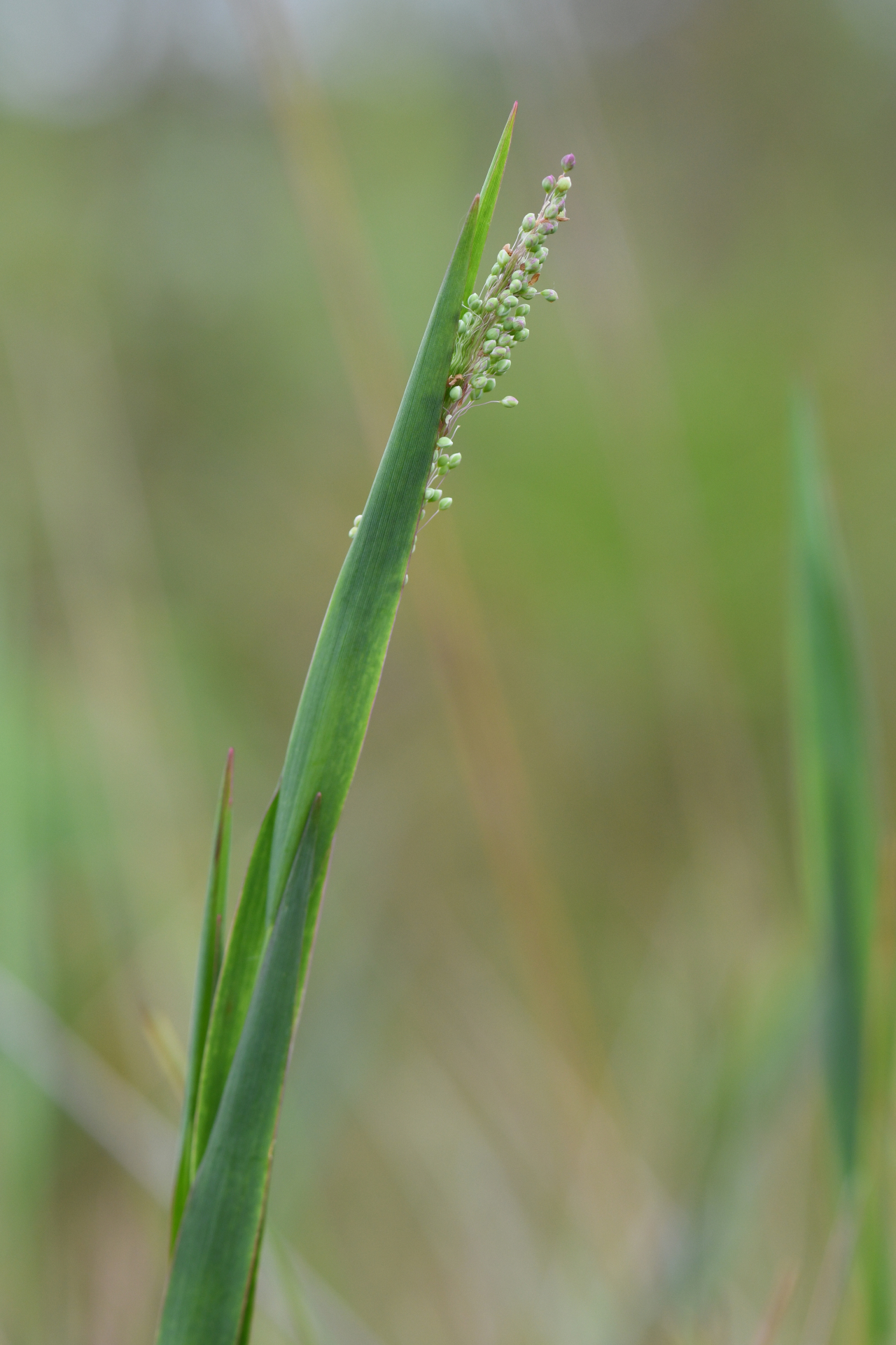 Trichanthecium cyanescens (Nees ex Trin.) Zuloaga & Morrone - Photo Bivouac Naturaliste