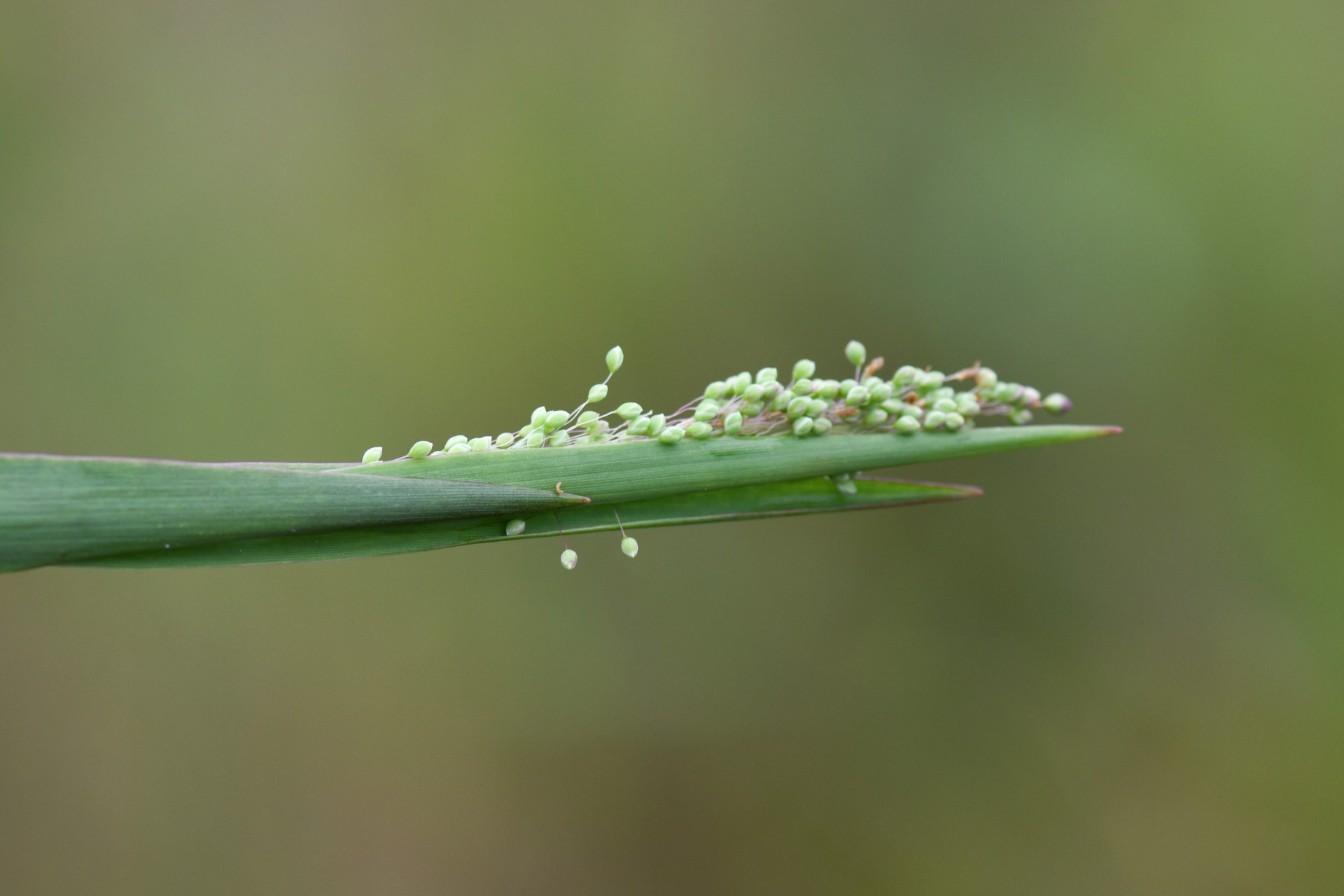 Trichanthecium cyanescens (Nees ex Trin.) Zuloaga & Morrone - Photo Bivouac Naturaliste