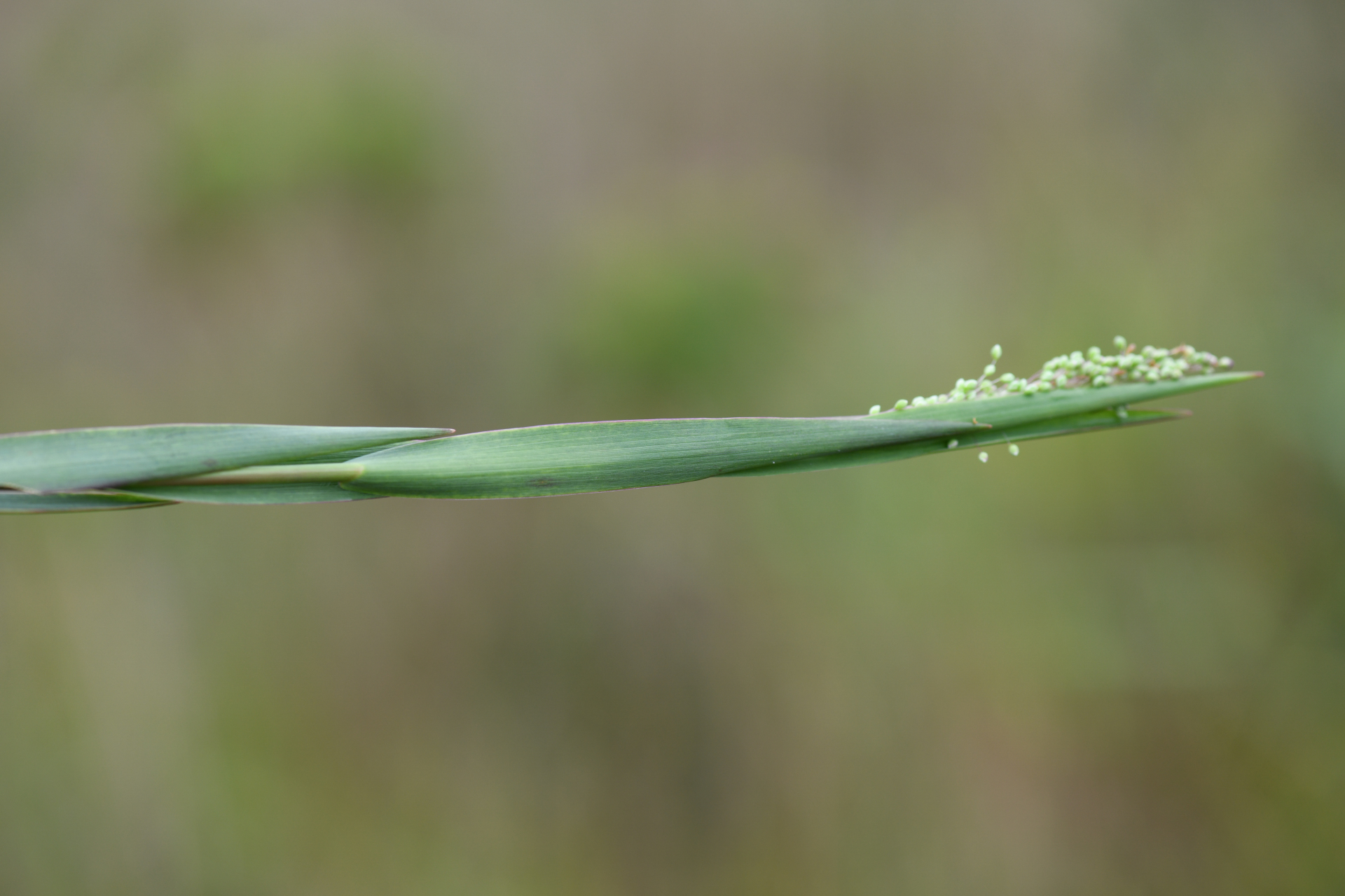 Trichanthecium cyanescens (Nees ex Trin.) Zuloaga & Morrone - Photo Bivouac Naturaliste