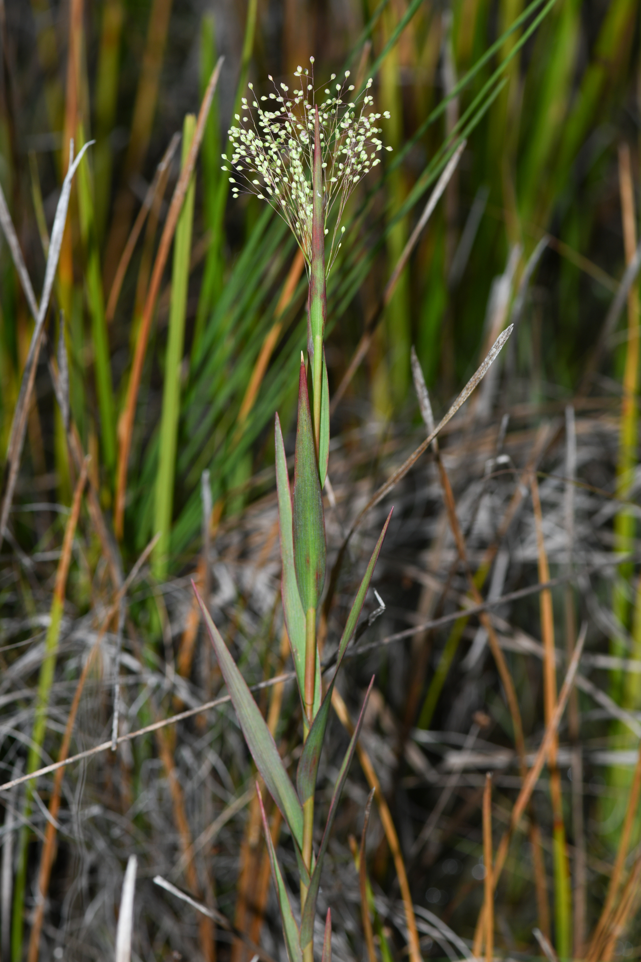 Trichanthecium cyanescens (Nees ex Trin.) Zuloaga & Morrone - Photo Bivouac Naturaliste