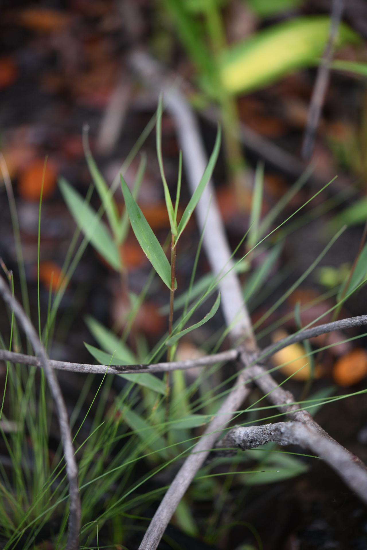 Trichanthecium cyanescens (Nees ex Trin.) Zuloaga & Morrone - Photo Bivouac Naturaliste