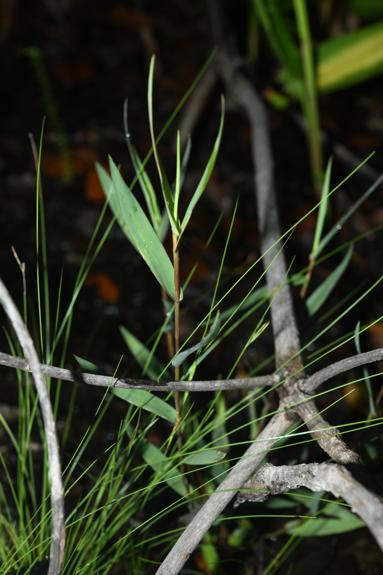 Trichanthecium cyanescens (Nees ex Trin.) Zuloaga & Morrone - Photo Bivouac Naturaliste