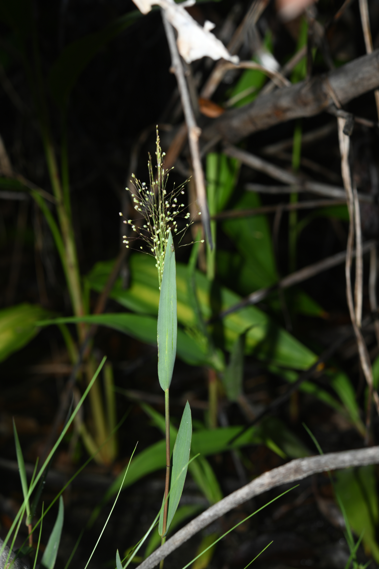 Trichanthecium cyanescens (Nees ex Trin.) Zuloaga & Morrone - Photo Bivouac Naturaliste