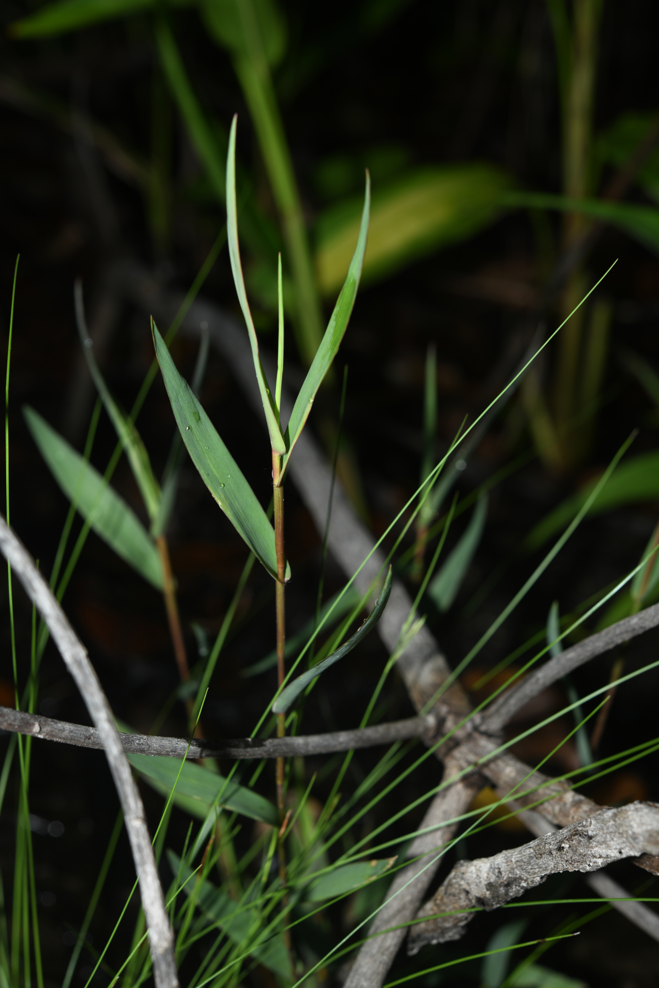 Trichanthecium cyanescens (Nees ex Trin.) Zuloaga & Morrone - Photo Bivouac Naturaliste