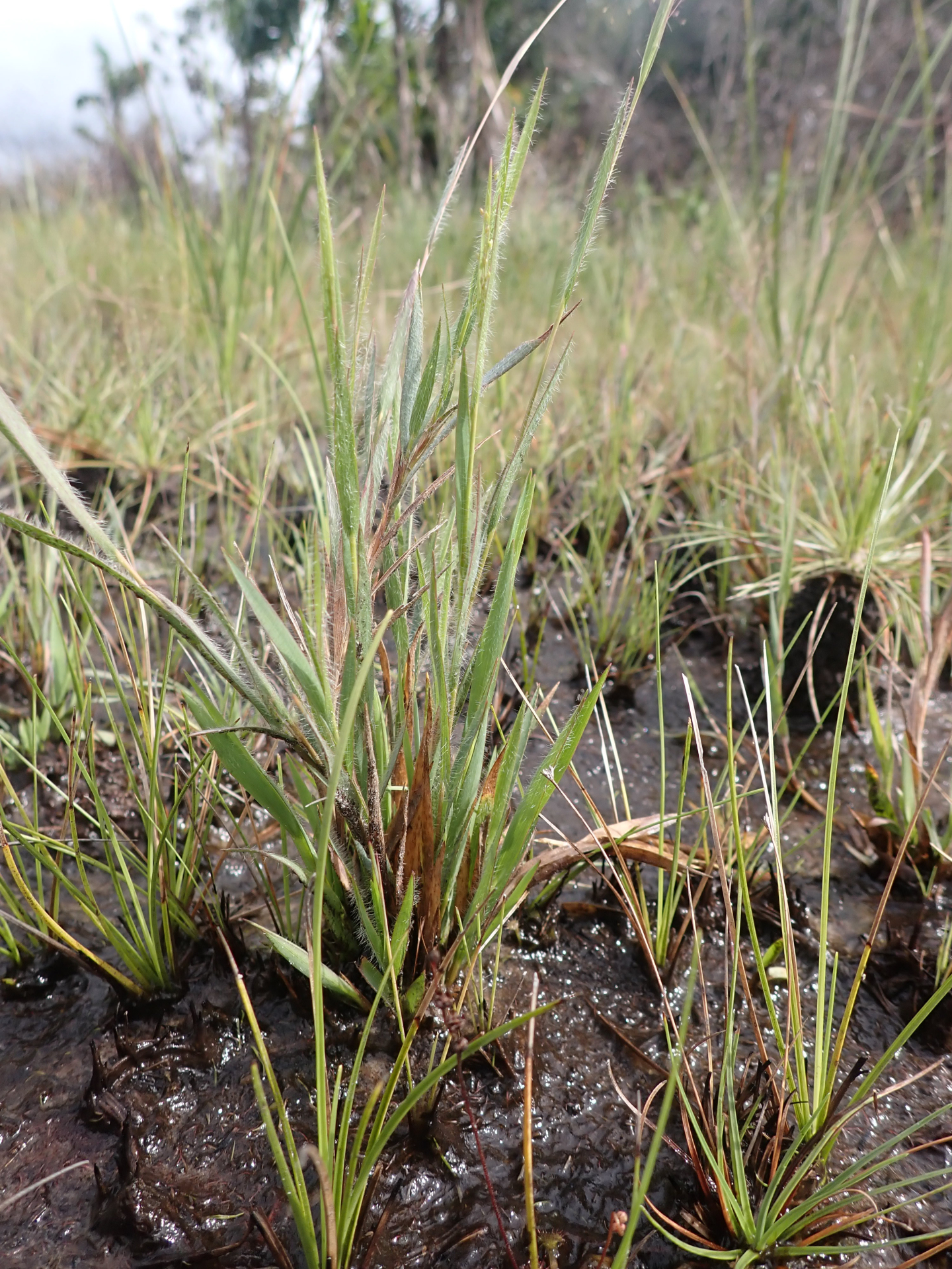 Trichanthecium micranthum (Kunth) Zuloaga & Morrone - Photo Bivouac Naturaliste