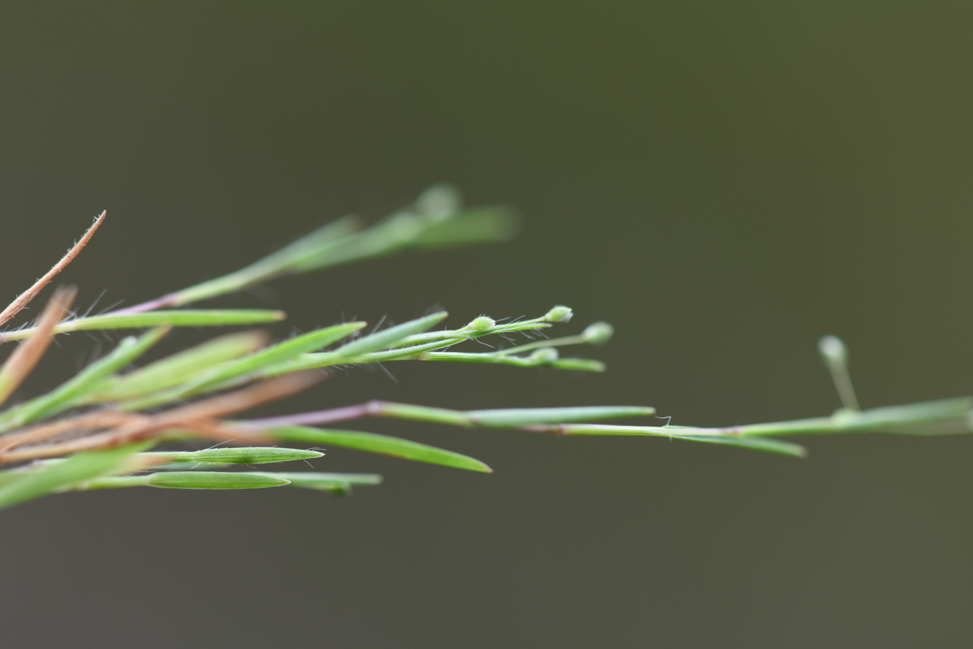 Trichanthecium polycomum (Trin.) Zuloaga & Morrone - Photo Bivouac Naturaliste