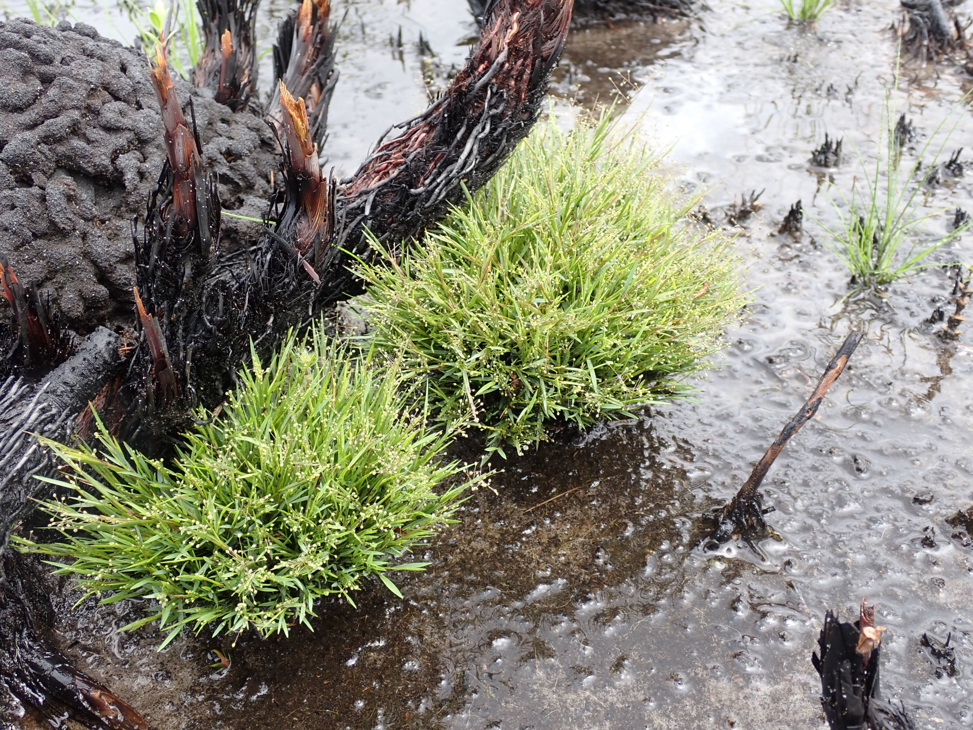 Trichanthecium polycomum (Trin.) Zuloaga & Morrone - Photo Bivouac Naturaliste