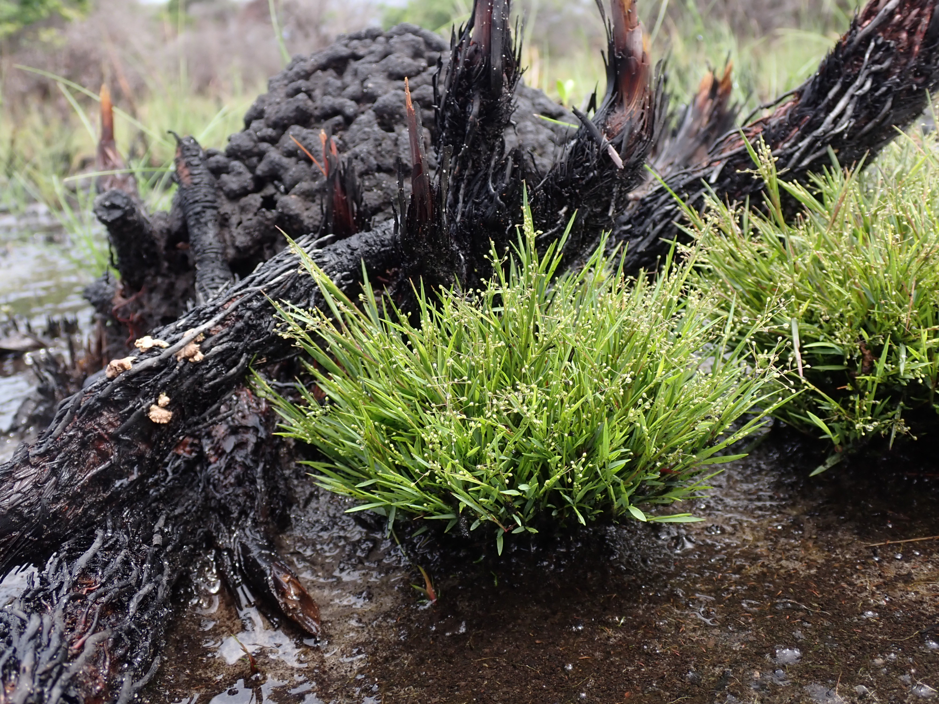 Trichanthecium polycomum (Trin.) Zuloaga & Morrone - Photo Bivouac Naturaliste