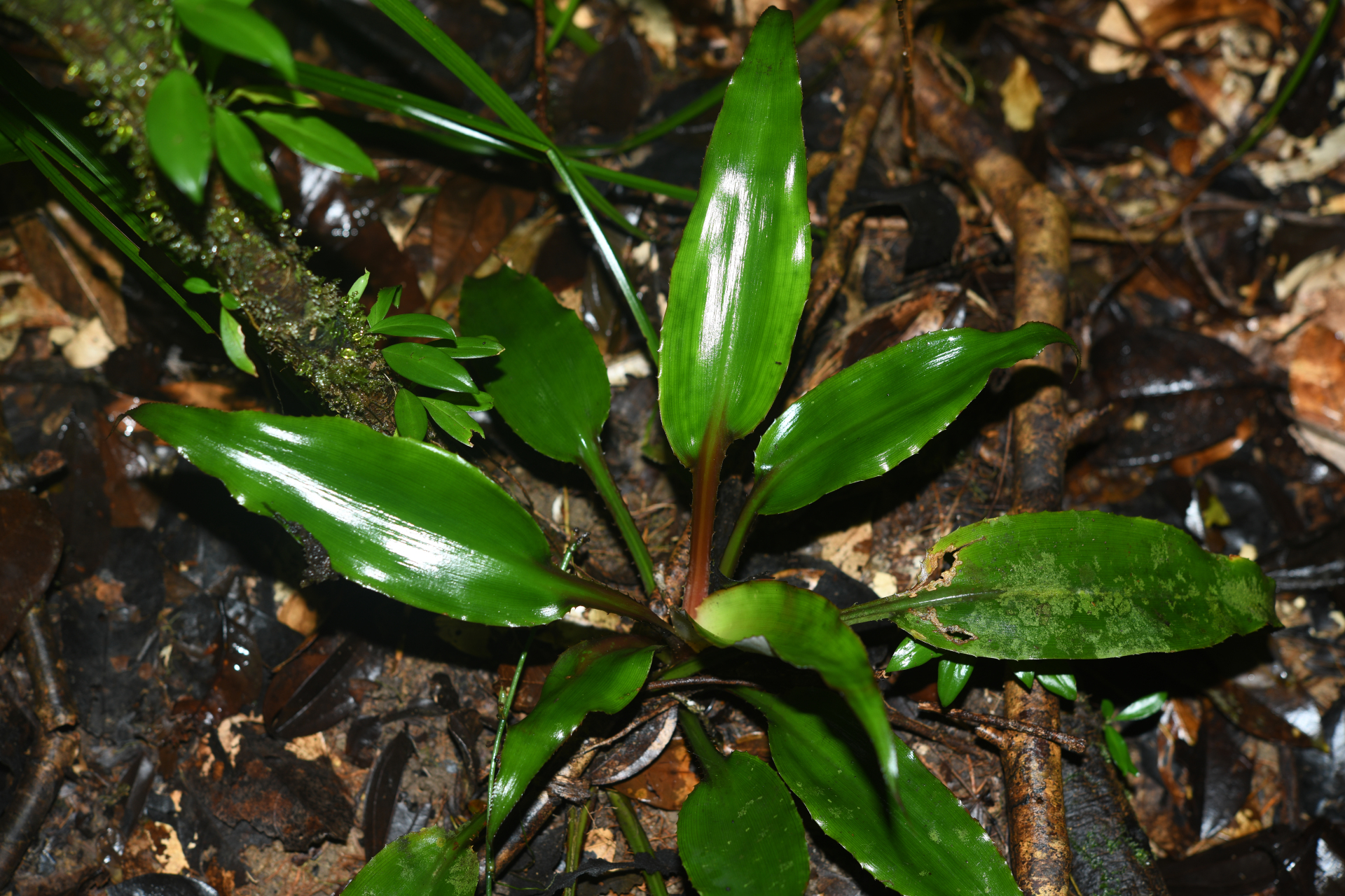 Disteganthus basilateralis Lem. - Photo Bivouac Naturaliste