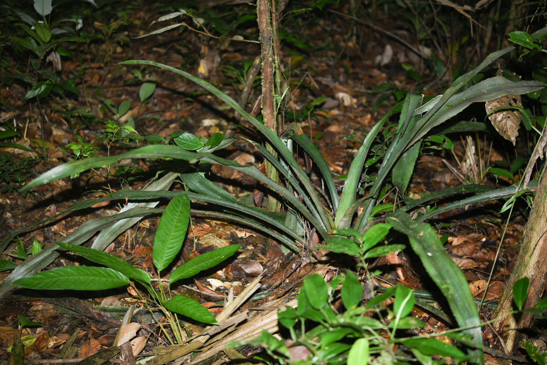 Disteganthus gracieae Aguirre-Santoro & Michelang. - Photo Bivouac Naturaliste