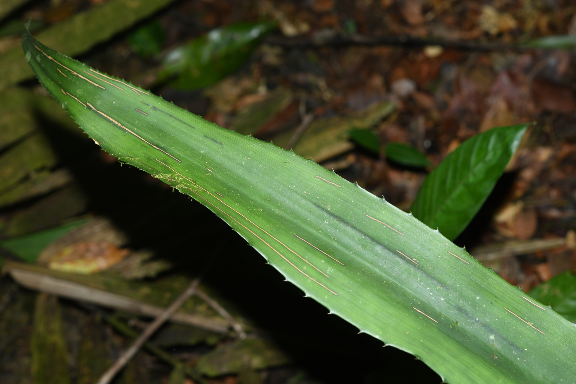 Disteganthus gracieae Aguirre-Santoro & Michelang. - Photo Bivouac Naturaliste