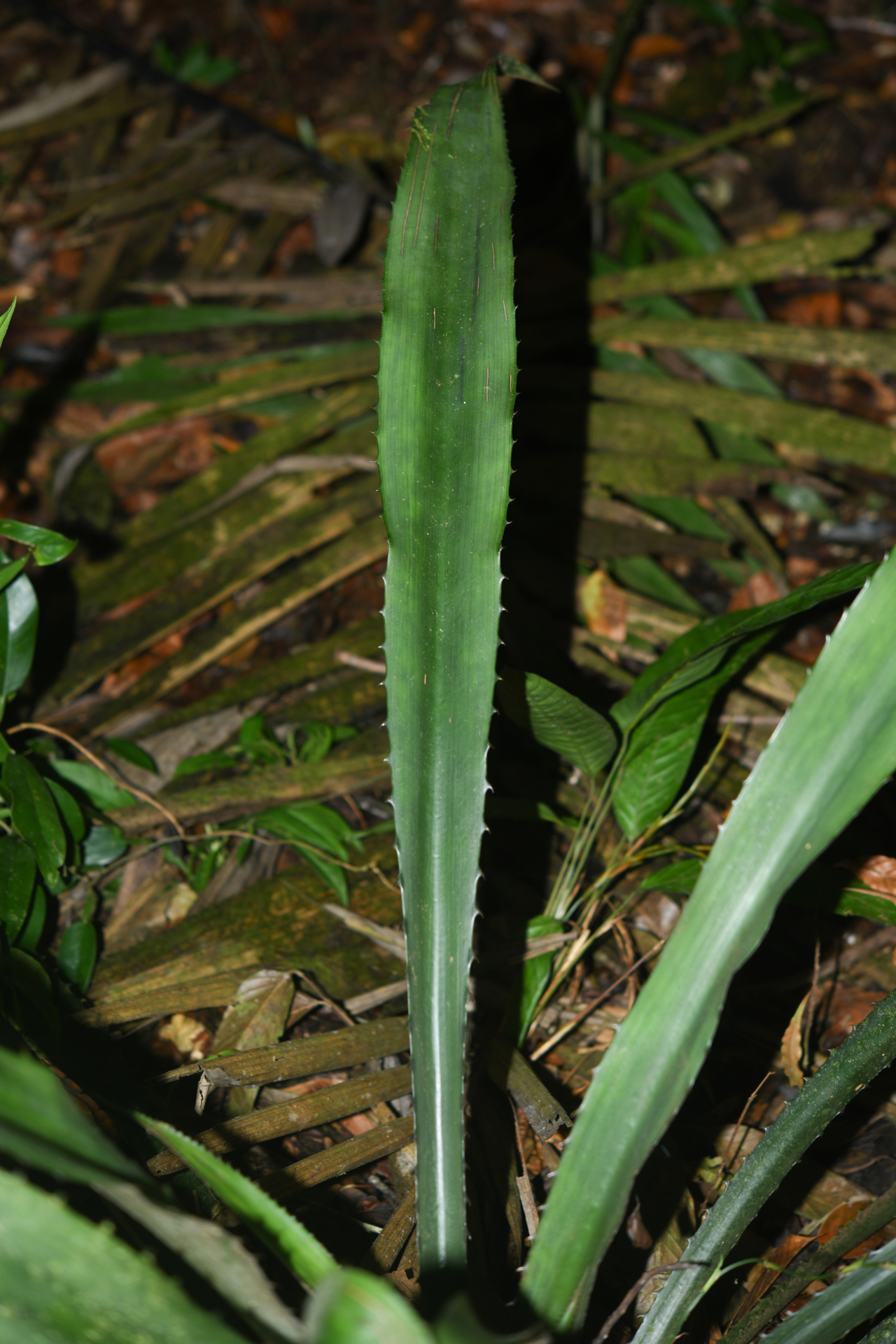 Disteganthus gracieae Aguirre-Santoro & Michelang. - Photo Bivouac Naturaliste