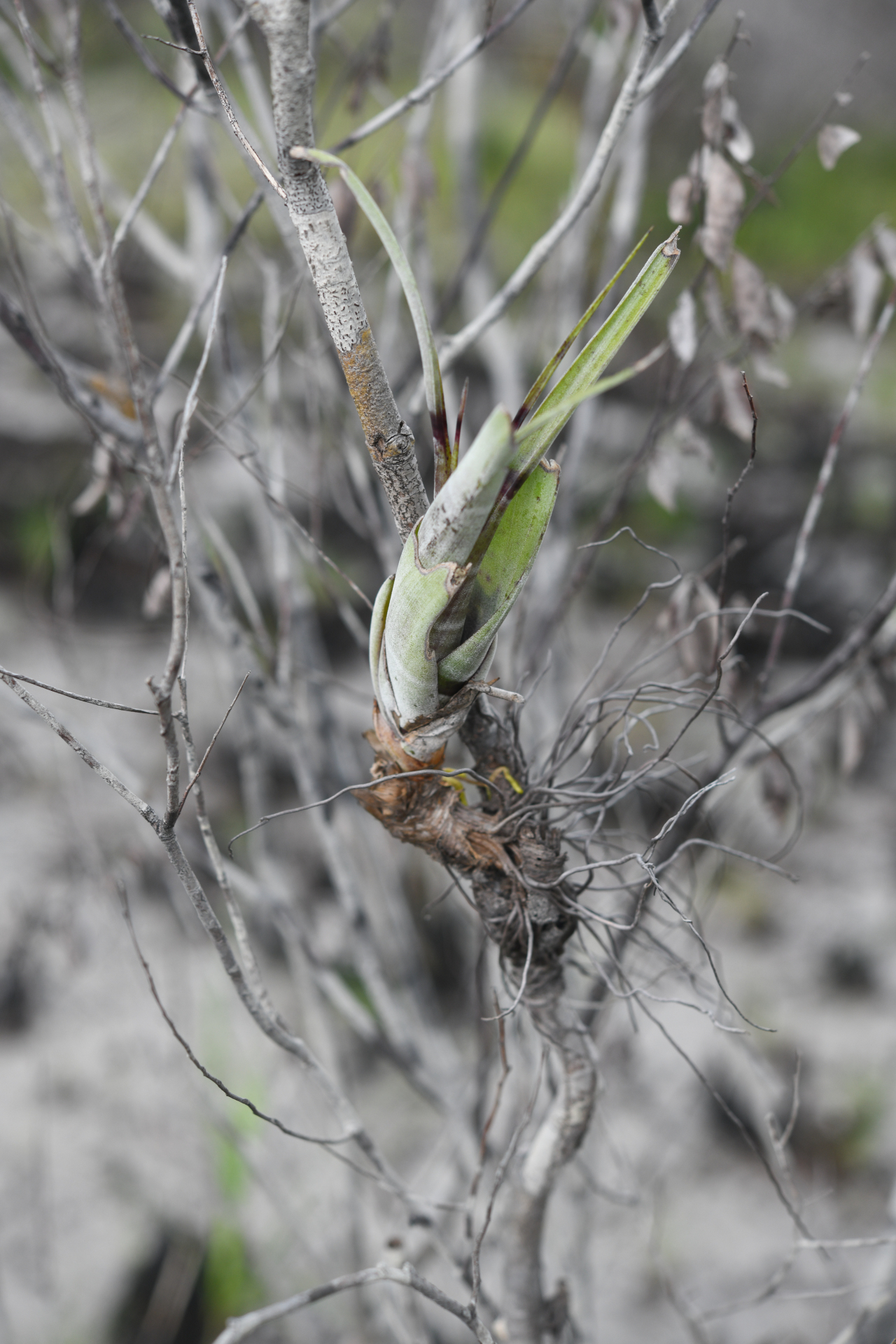 Tillandsia flexuosa Sw. - Photo Bivouac Naturaliste