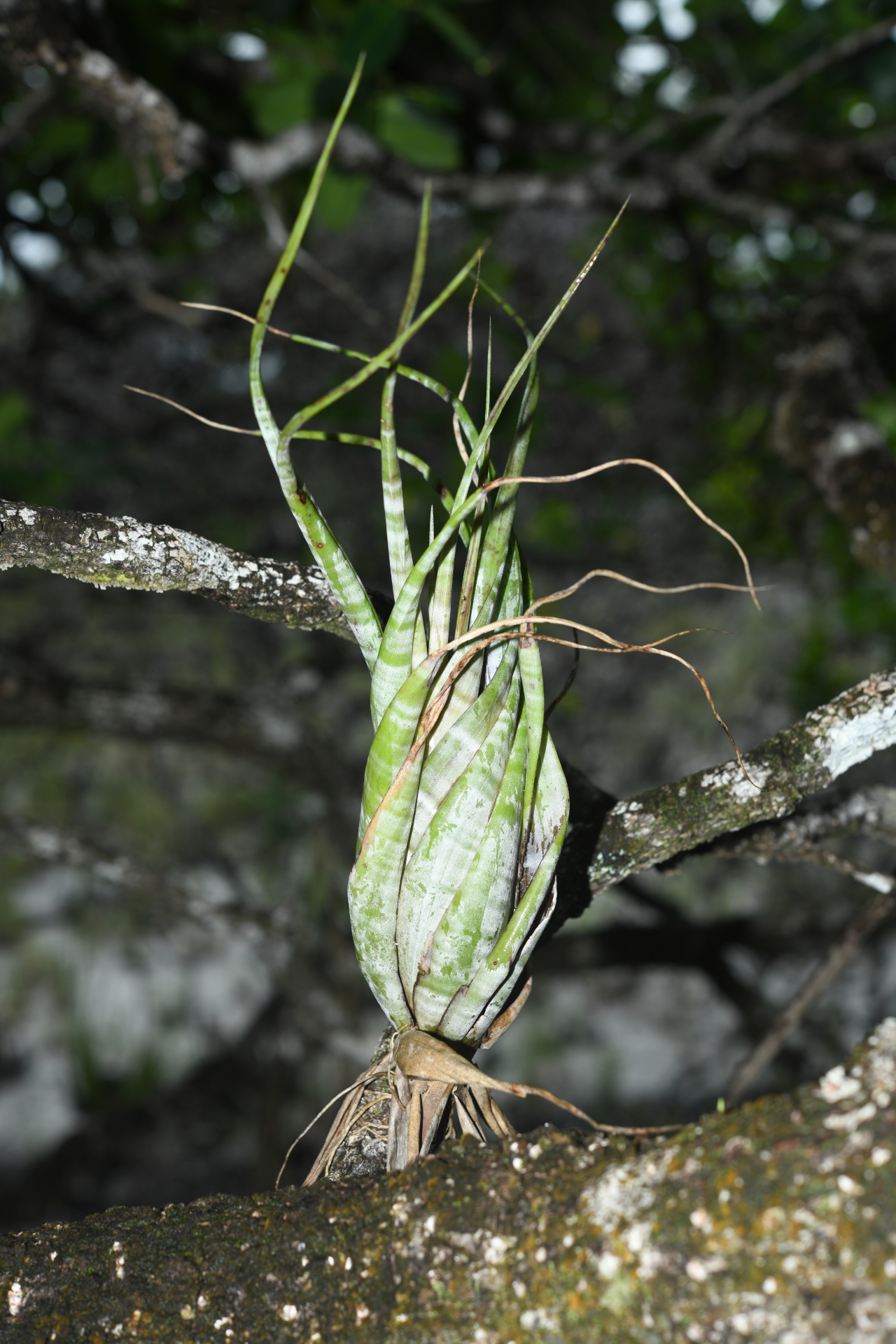 Tillandsia flexuosa Sw. - Photo Bivouac Naturaliste