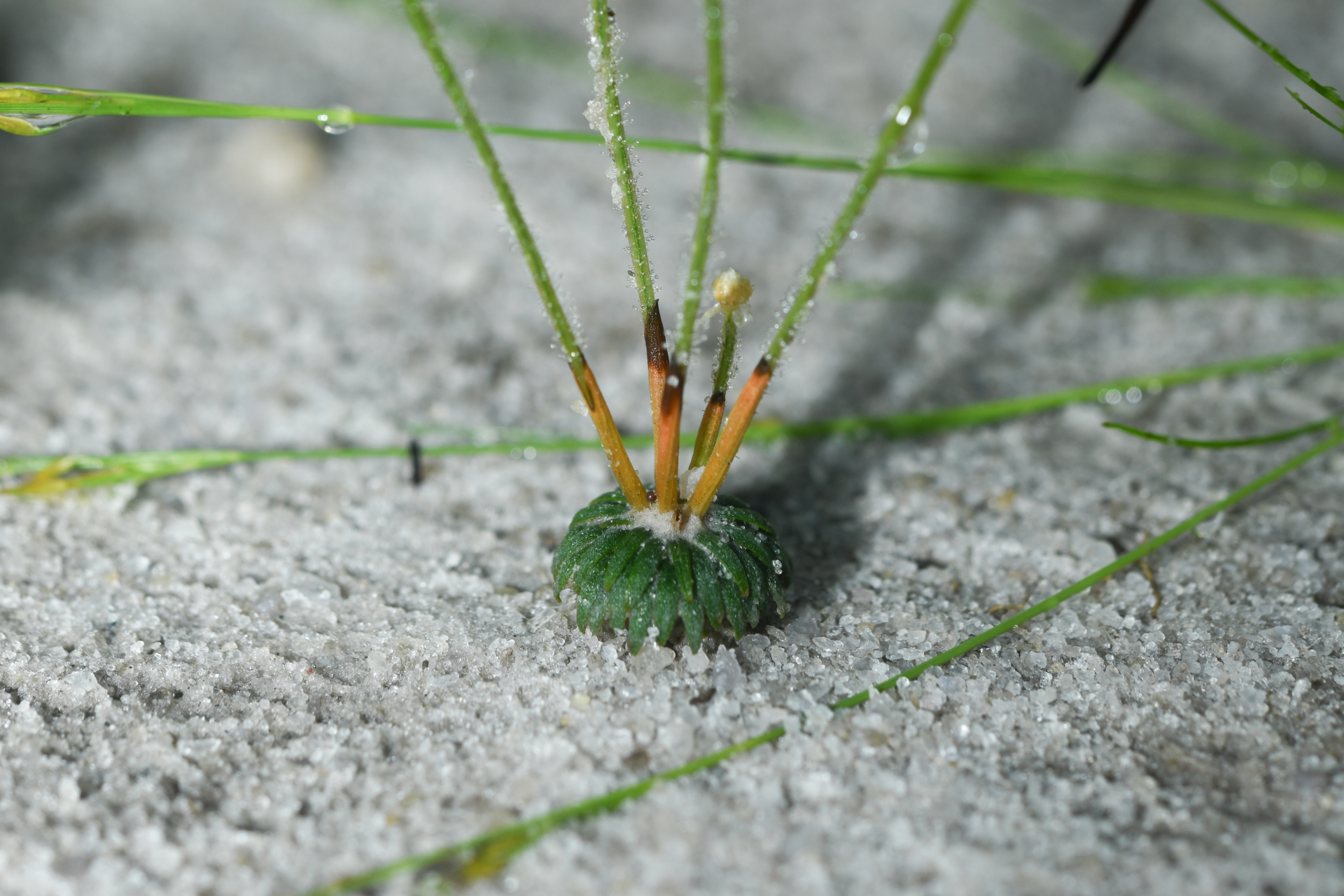 Syngonanthus biformis (N.E.Br.) Gleason - Photo Bivouac Naturaliste