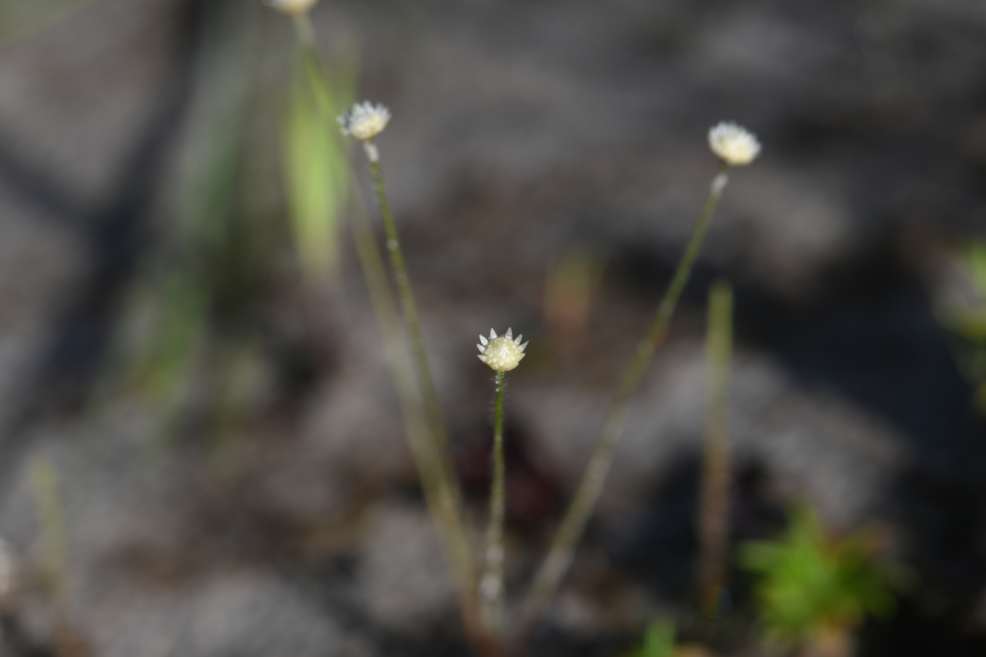 Syngonanthus biformis (N.E.Br.) Gleason - Photo Bivouac Naturaliste