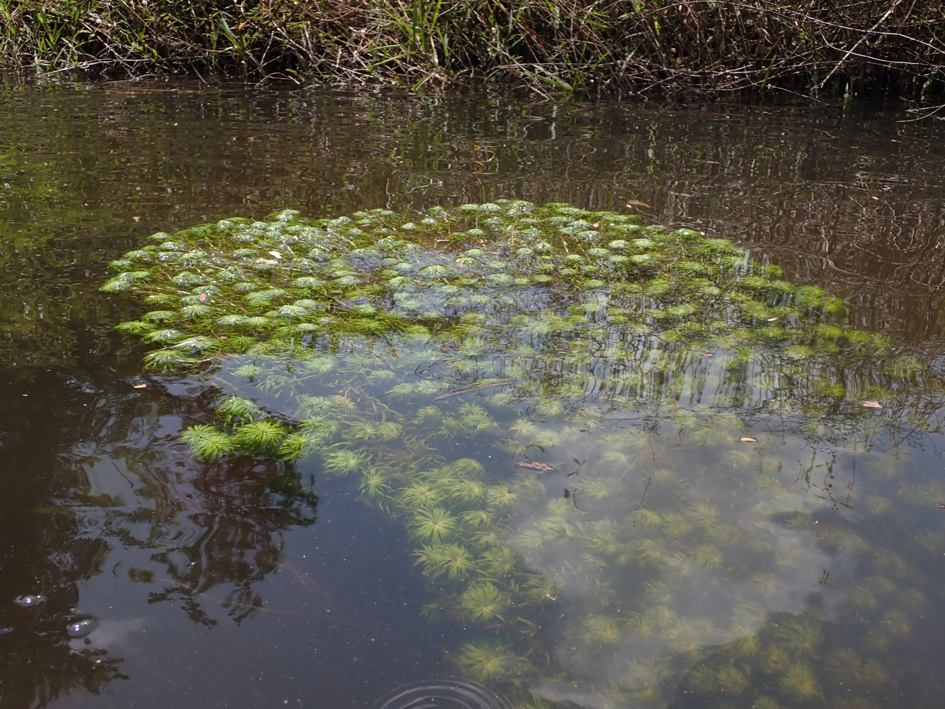 Syngonanthus anomalus (Körn.) Ruhland - Photo Bivouac Naturaliste