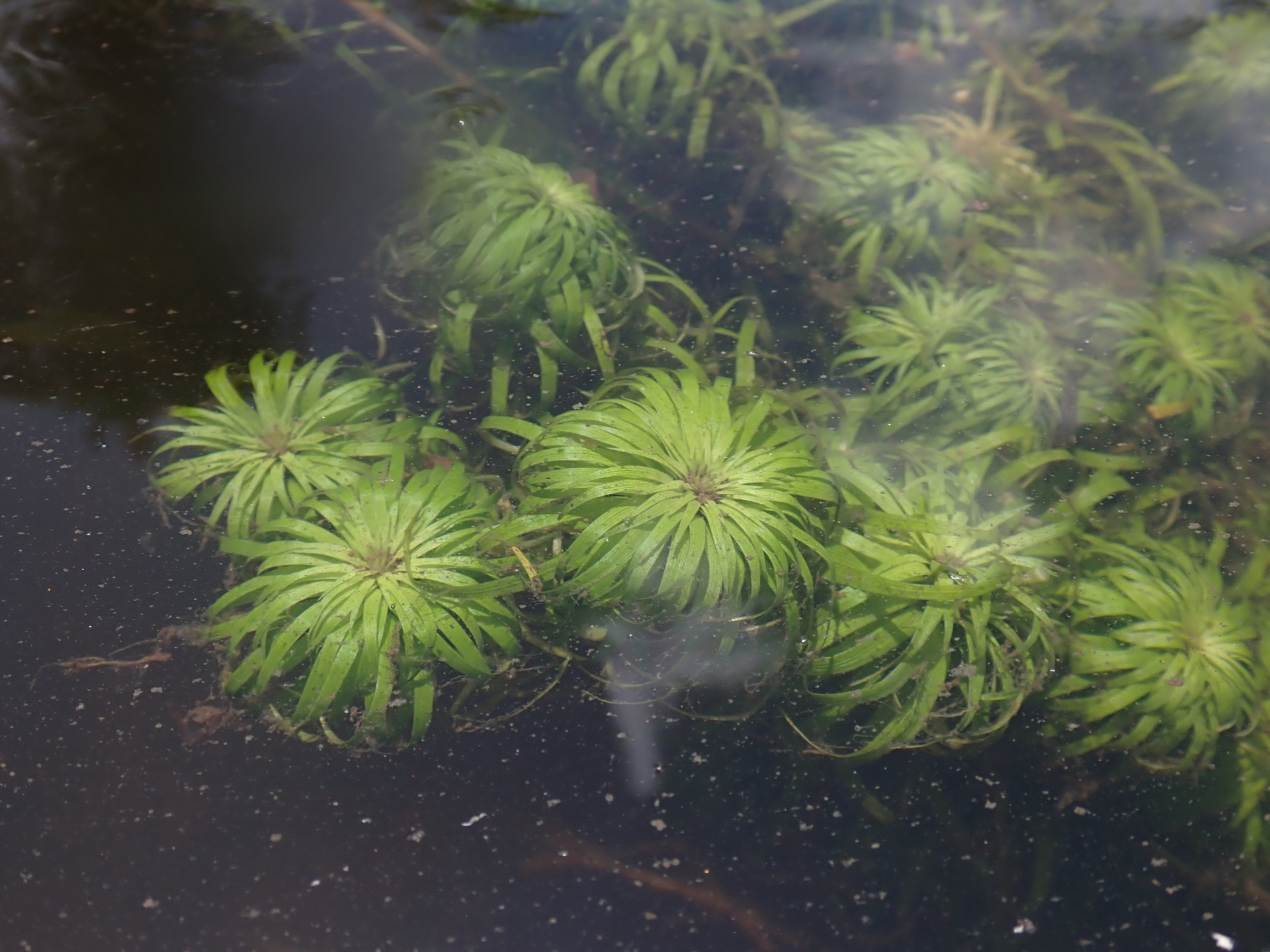 Syngonanthus anomalus (Körn.) Ruhland - Photo Bivouac Naturaliste