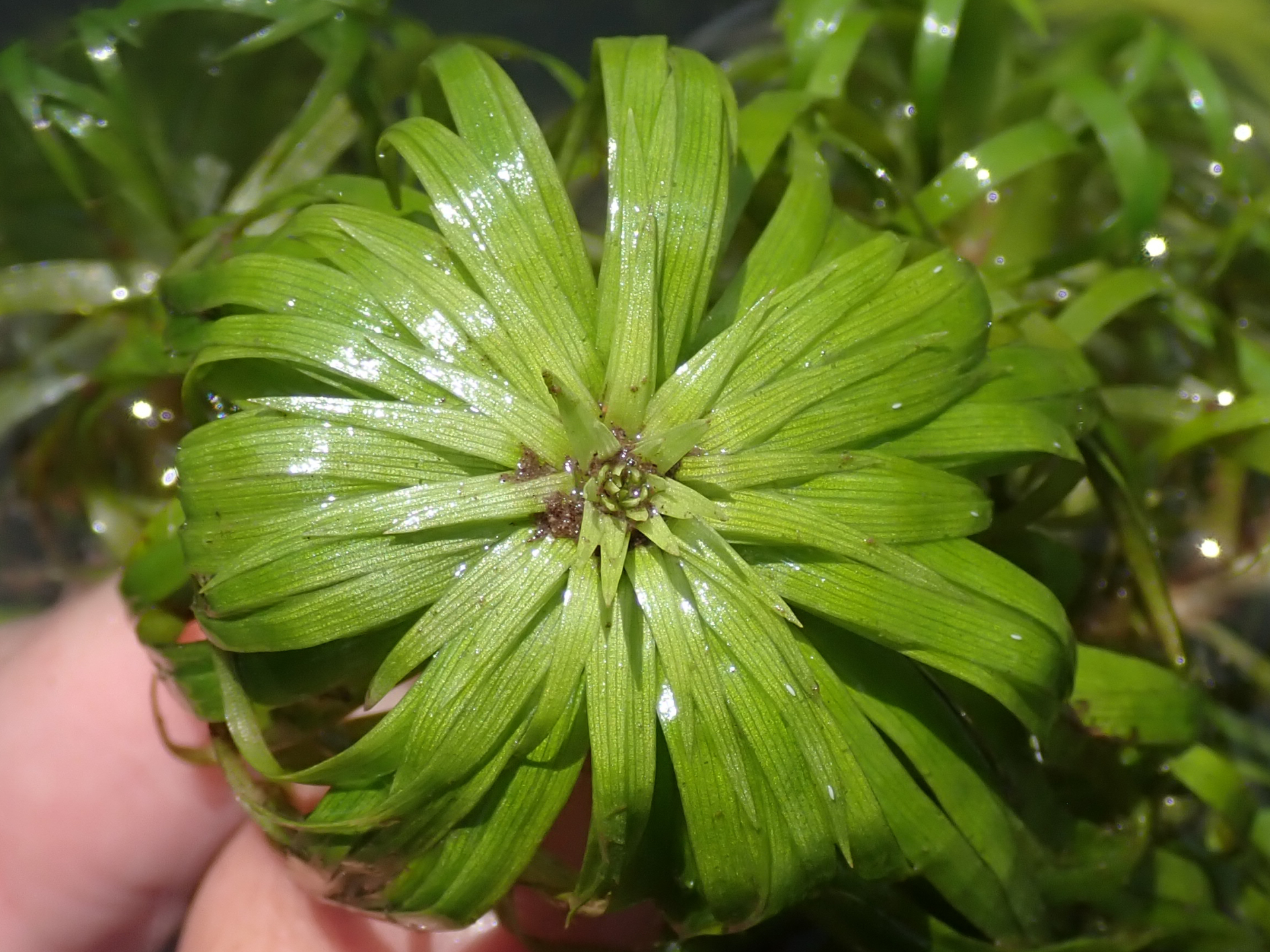 Syngonanthus anomalus (Körn.) Ruhland - Photo Bivouac Naturaliste