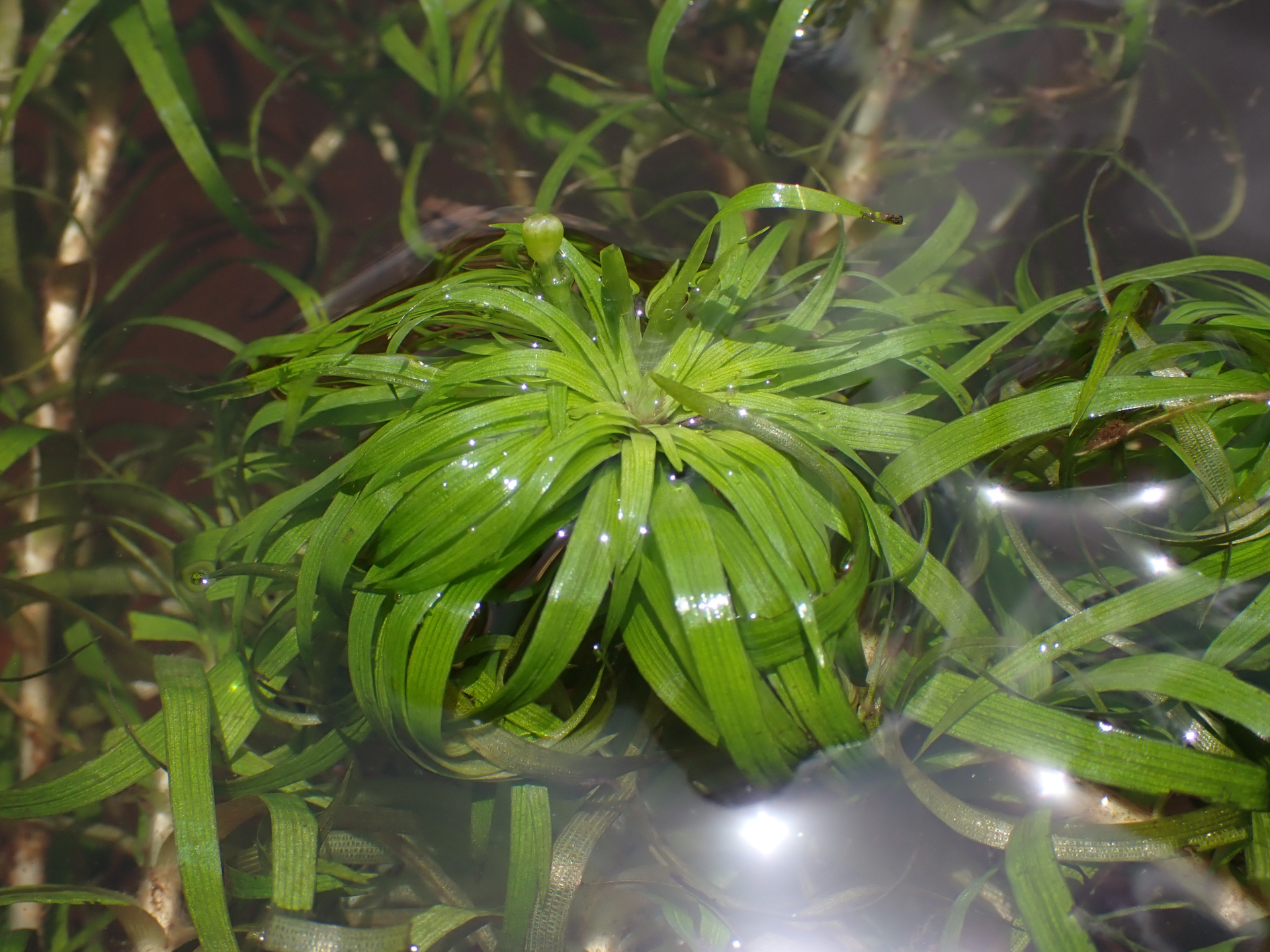 Syngonanthus anomalus (Körn.) Ruhland - Photo Bivouac Naturaliste