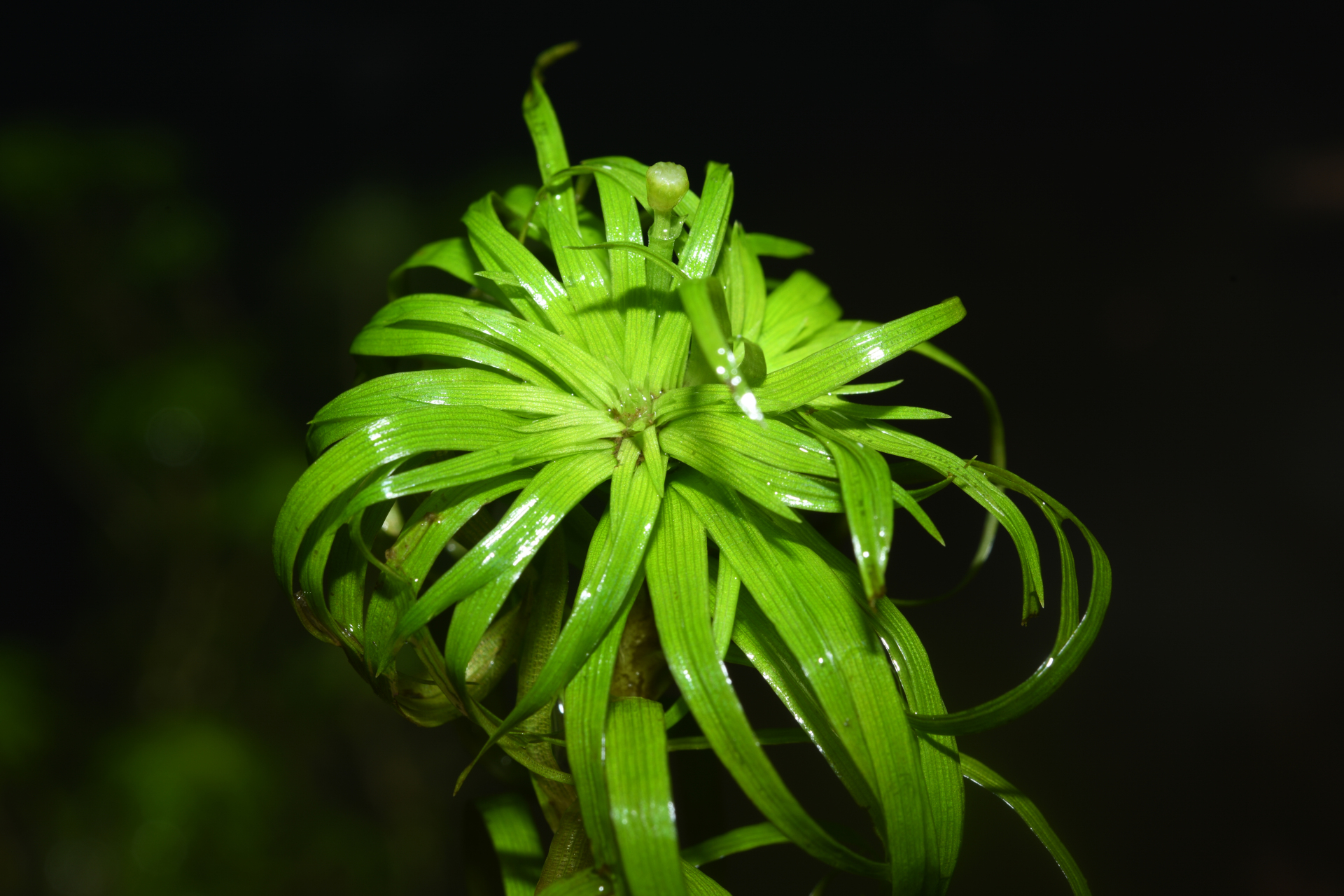 Syngonanthus anomalus (Körn.) Ruhland - Photo Bivouac Naturaliste