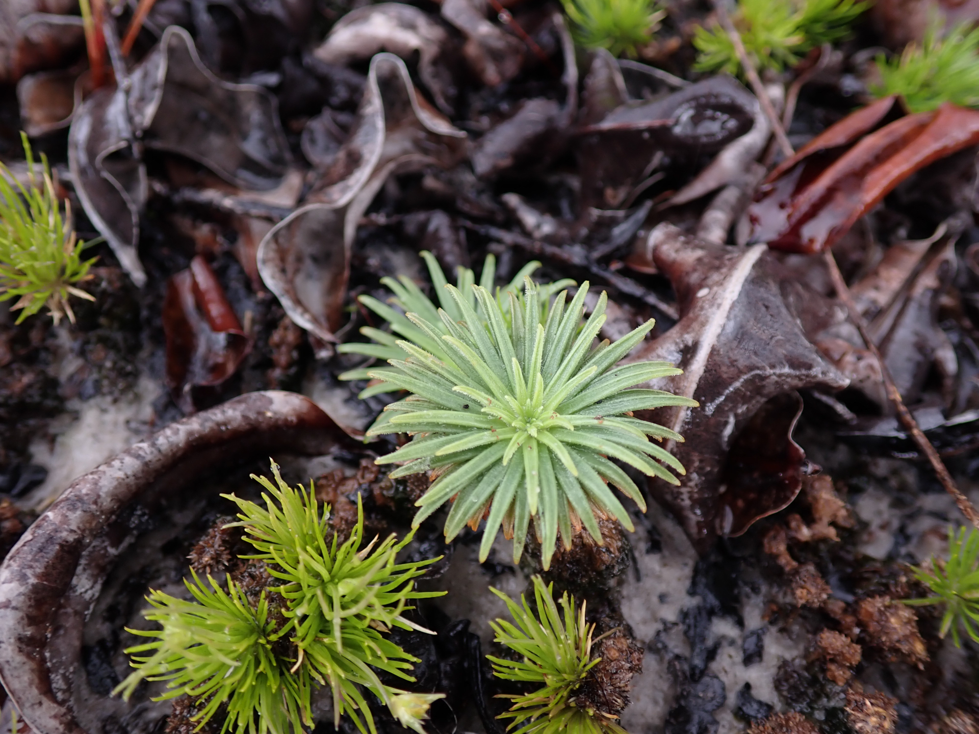 Syngonanthus umbellatus (Lam.) Ruhland - Photo Bivouac Naturaliste