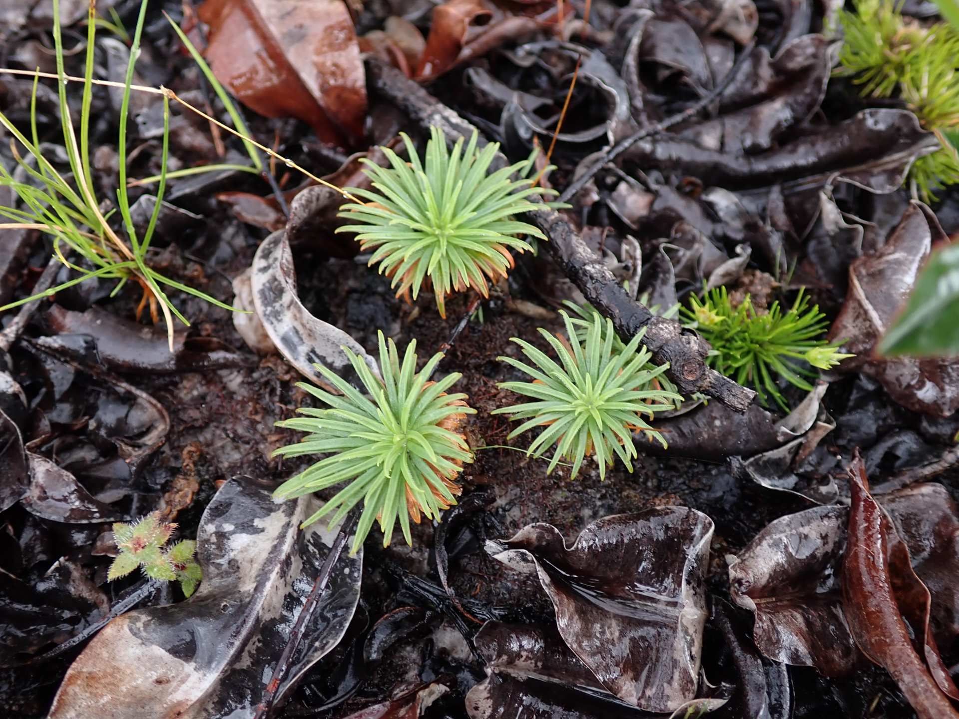 Syngonanthus umbellatus (Lam.) Ruhland - Photo Bivouac Naturaliste