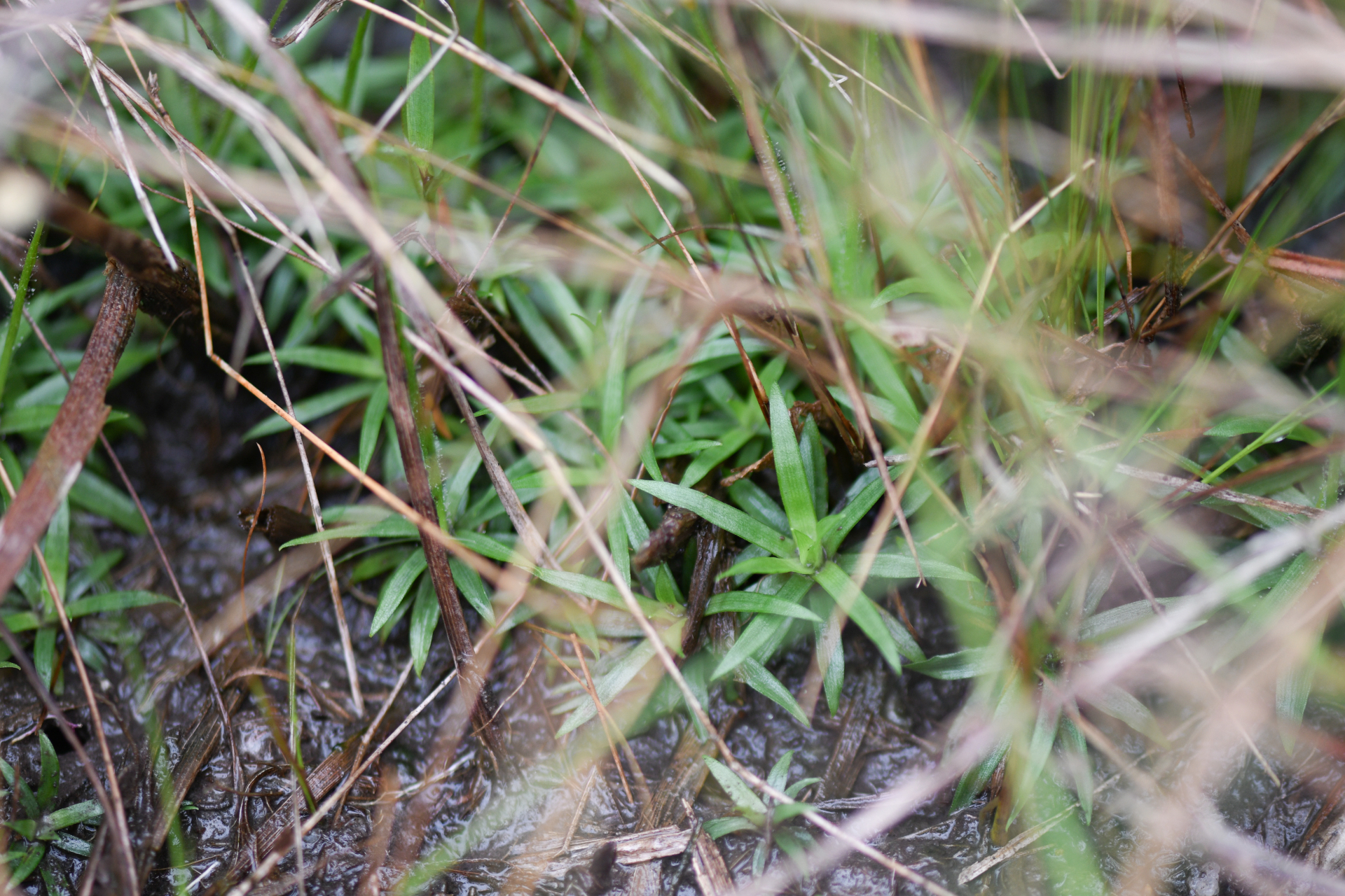 Syngonanthus caulescens (Poir.) Ruhland - Photo Bivouac Naturaliste