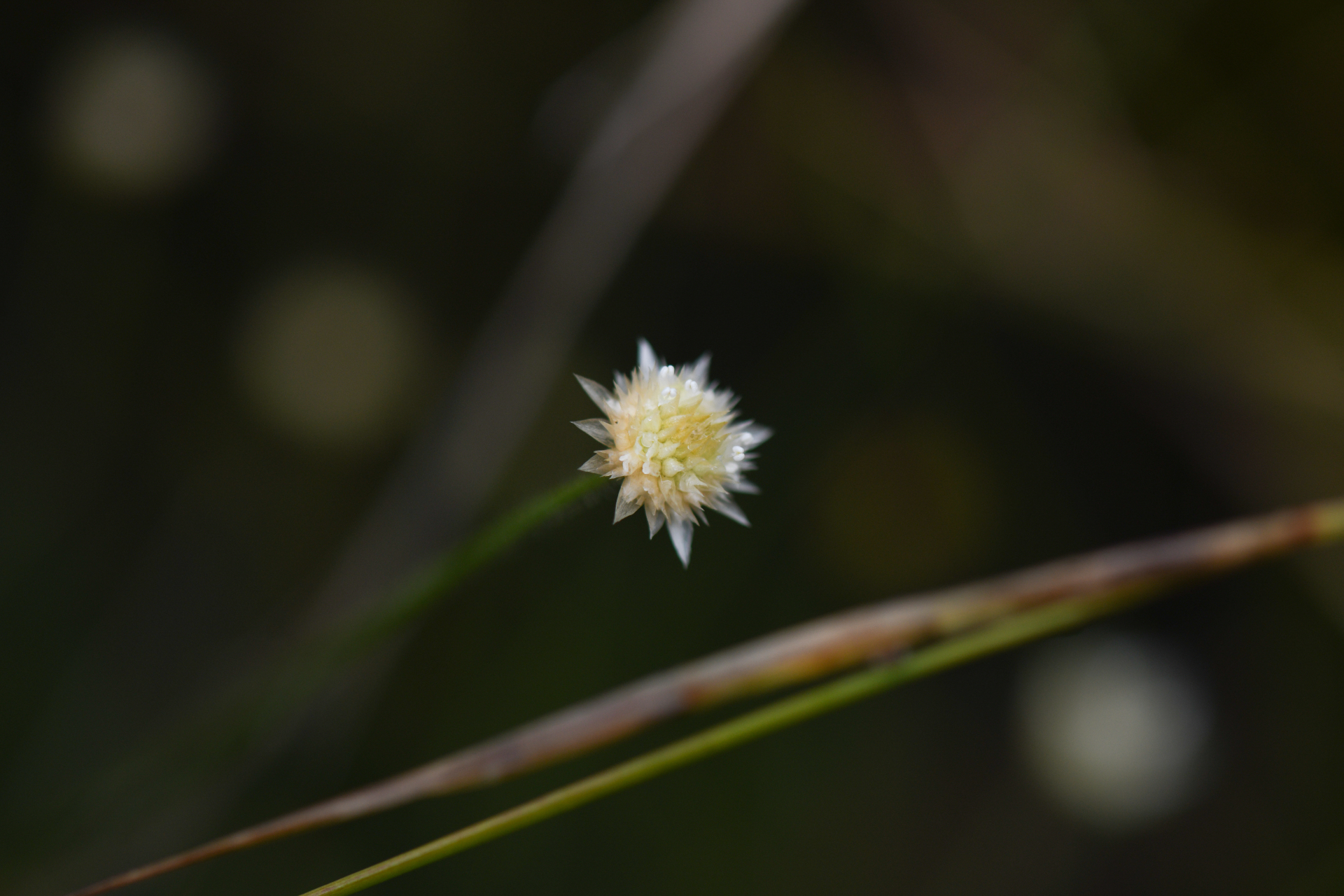Syngonanthus caulescens (Poir.) Ruhland - Photo Bivouac Naturaliste