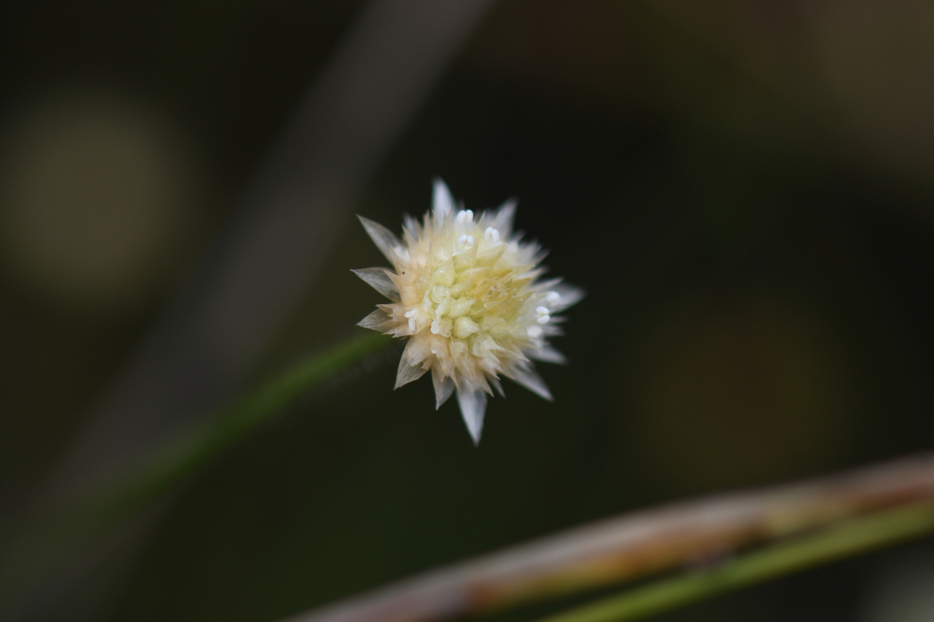 Syngonanthus caulescens (Poir.) Ruhland - Photo Bivouac Naturaliste