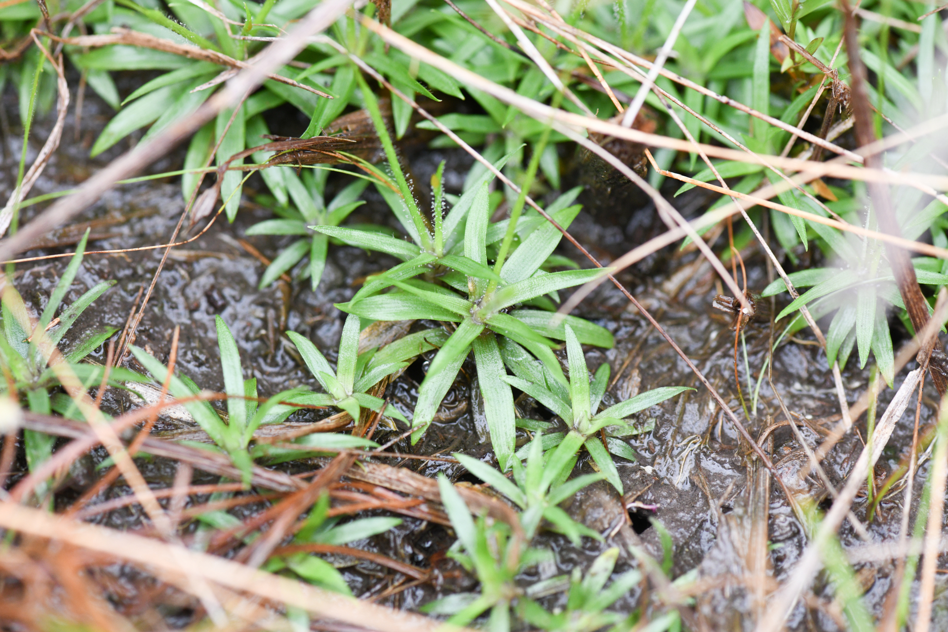 Syngonanthus caulescens (Poir.) Ruhland - Photo Bivouac Naturaliste