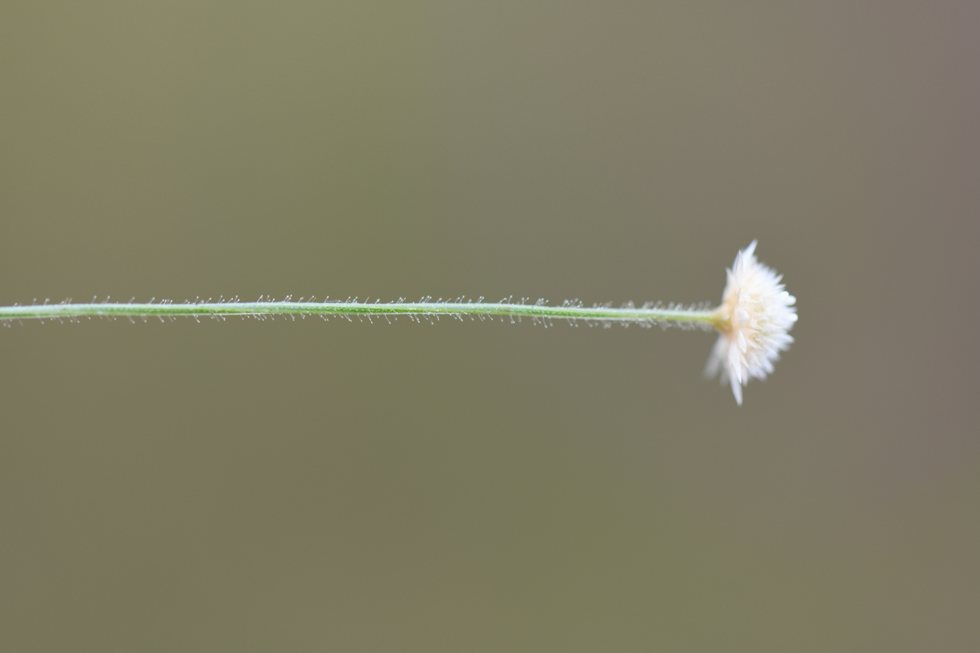 Syngonanthus caulescens (Poir.) Ruhland - Photo Bivouac Naturaliste