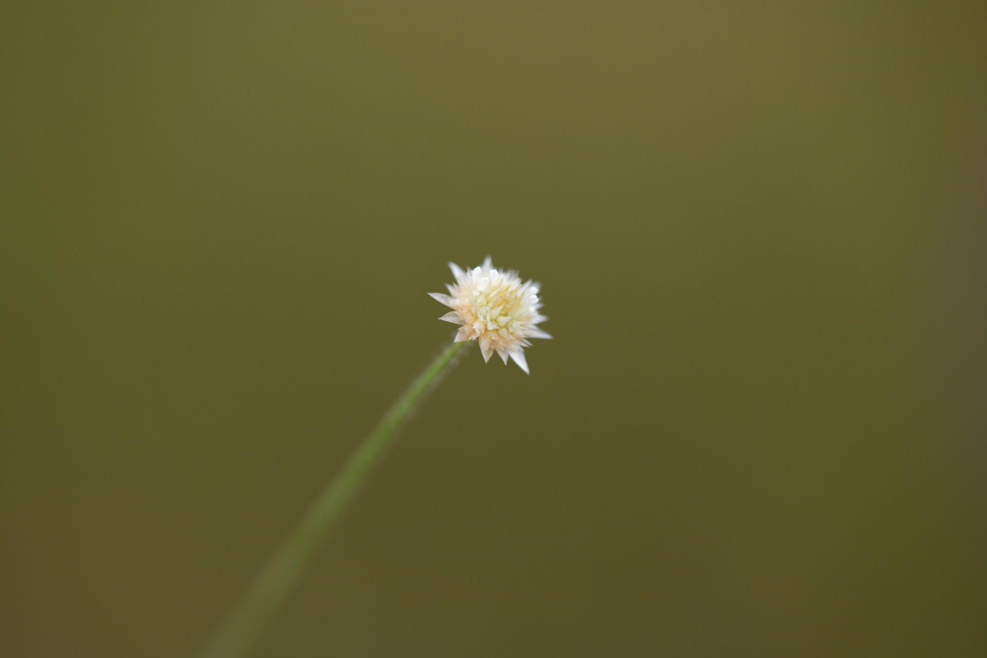 Syngonanthus caulescens (Poir.) Ruhland - Photo Bivouac Naturaliste