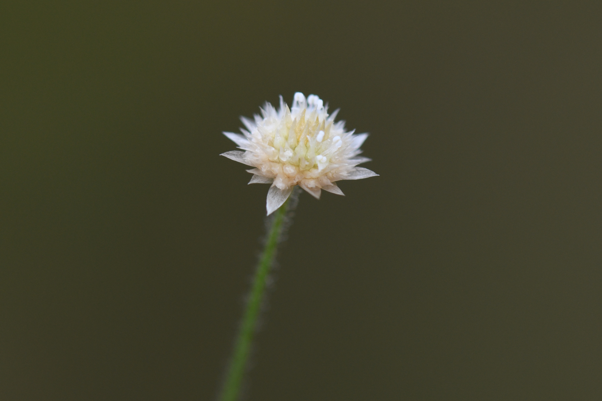 Syngonanthus caulescens (Poir.) Ruhland - Photo Bivouac Naturaliste