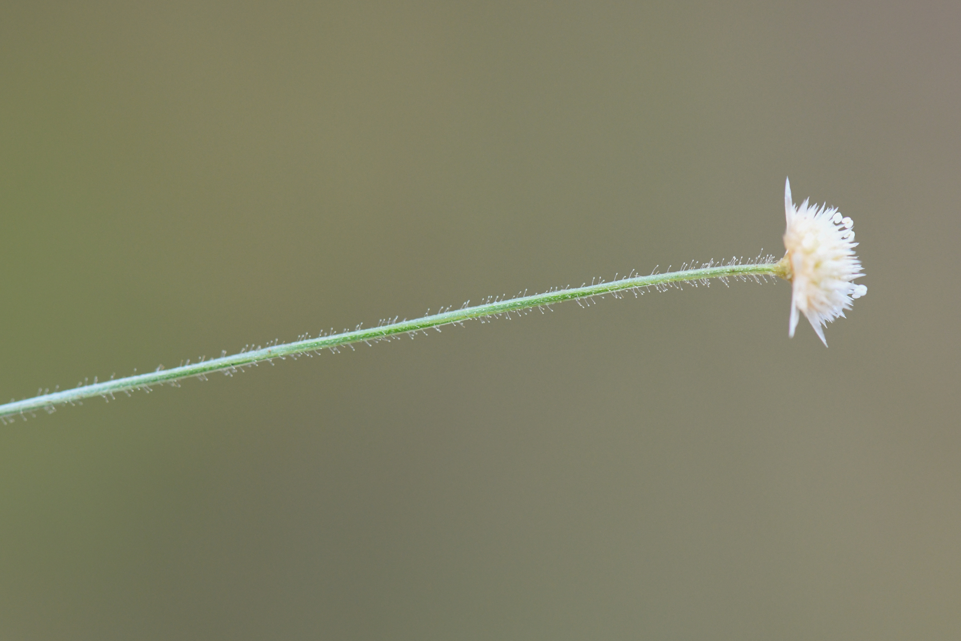 Syngonanthus caulescens (Poir.) Ruhland - Photo Bivouac Naturaliste