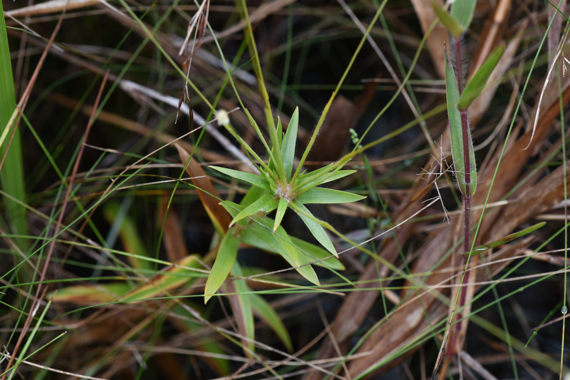 Syngonanthus caulescens (Poir.) Ruhland - Photo Bivouac Naturaliste