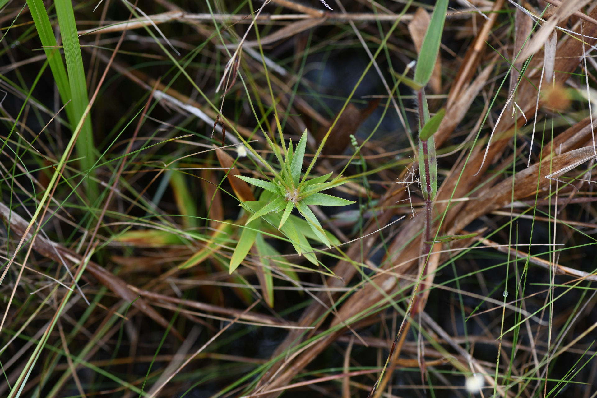 Syngonanthus caulescens (Poir.) Ruhland - Photo Bivouac Naturaliste