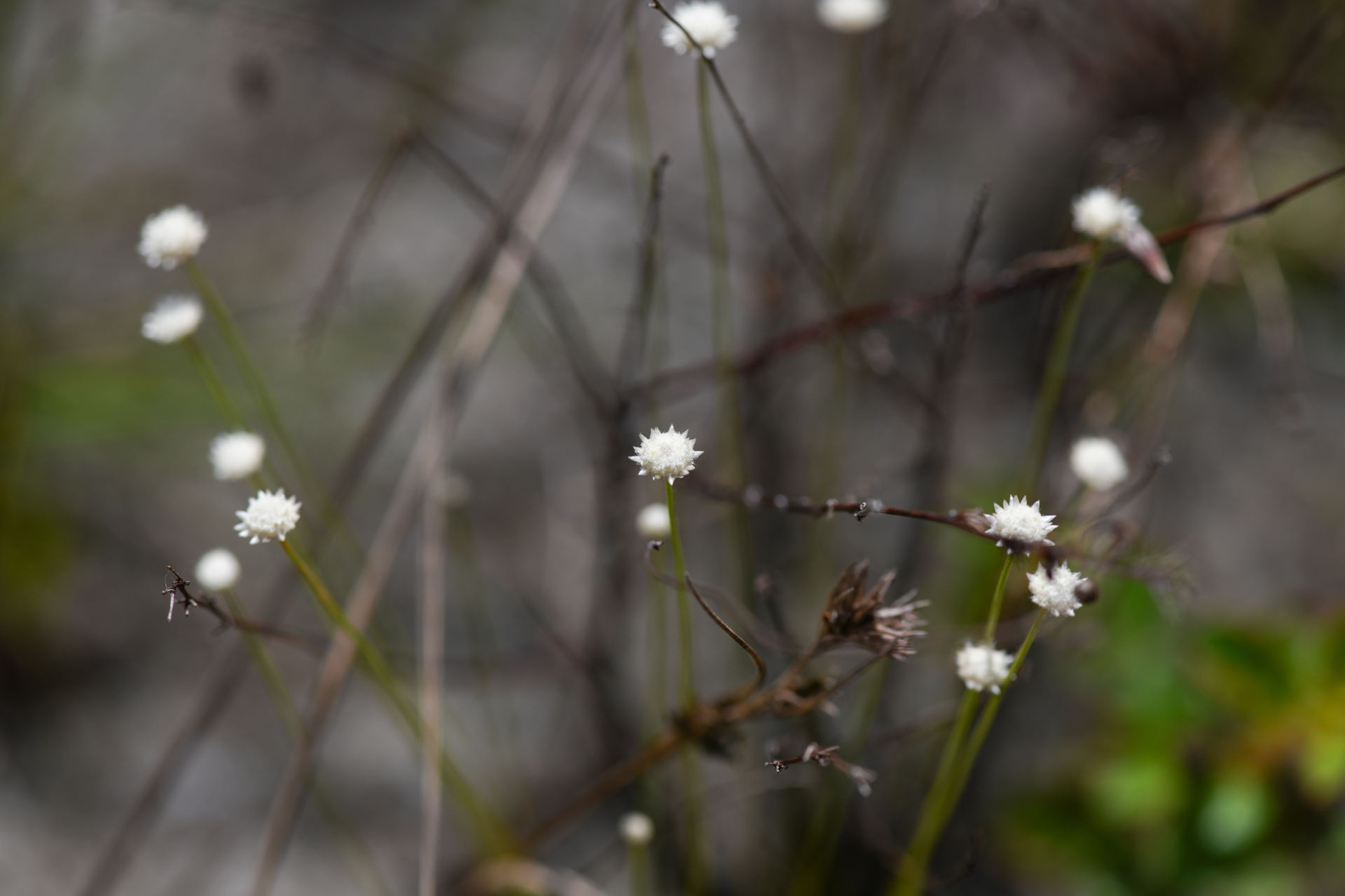 Syngonanthus caulescens (Poir.) Ruhland - Photo Bivouac Naturaliste