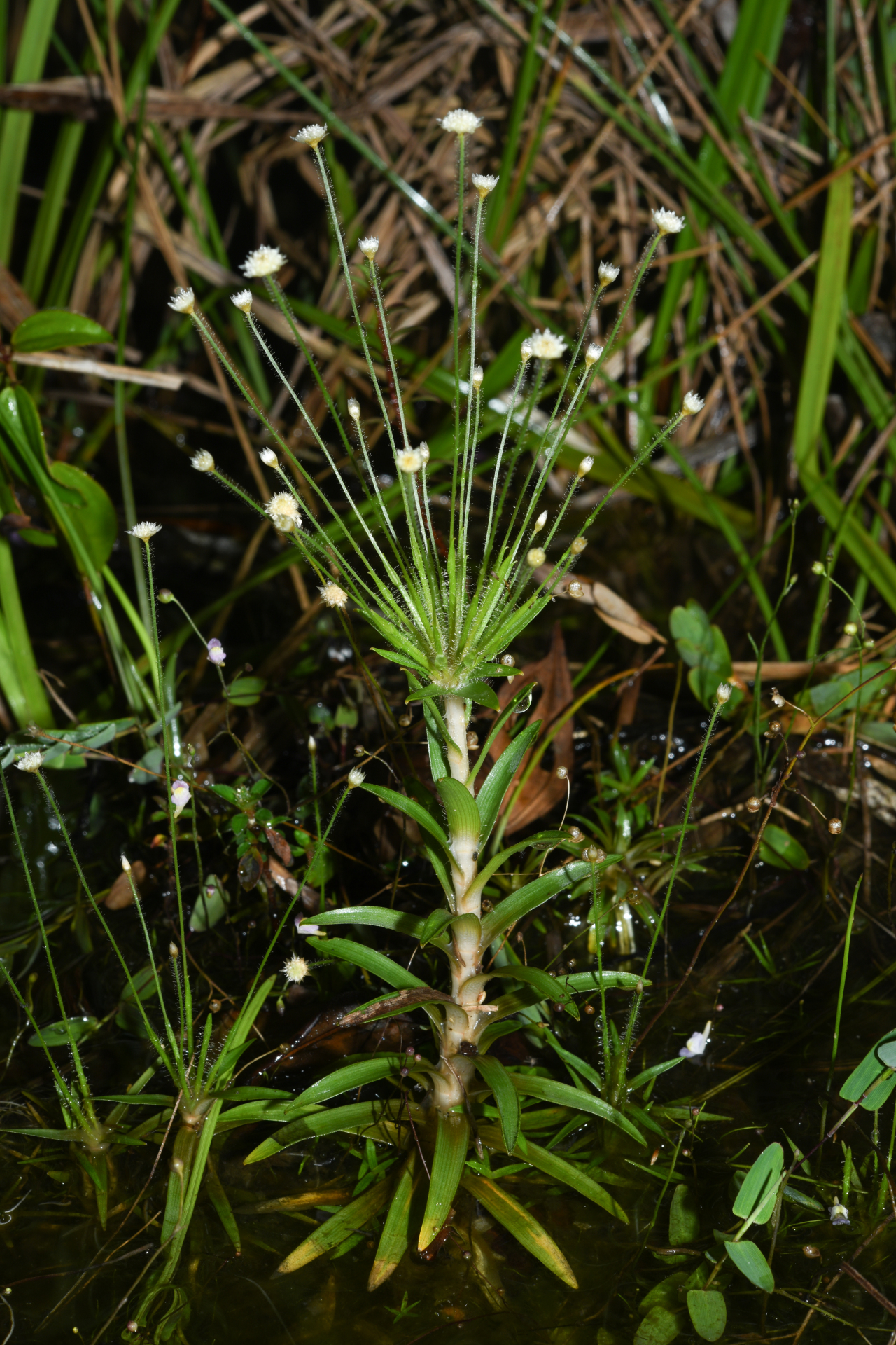 Syngonanthus caulescens (Poir.) Ruhland - Photo Bivouac Naturaliste