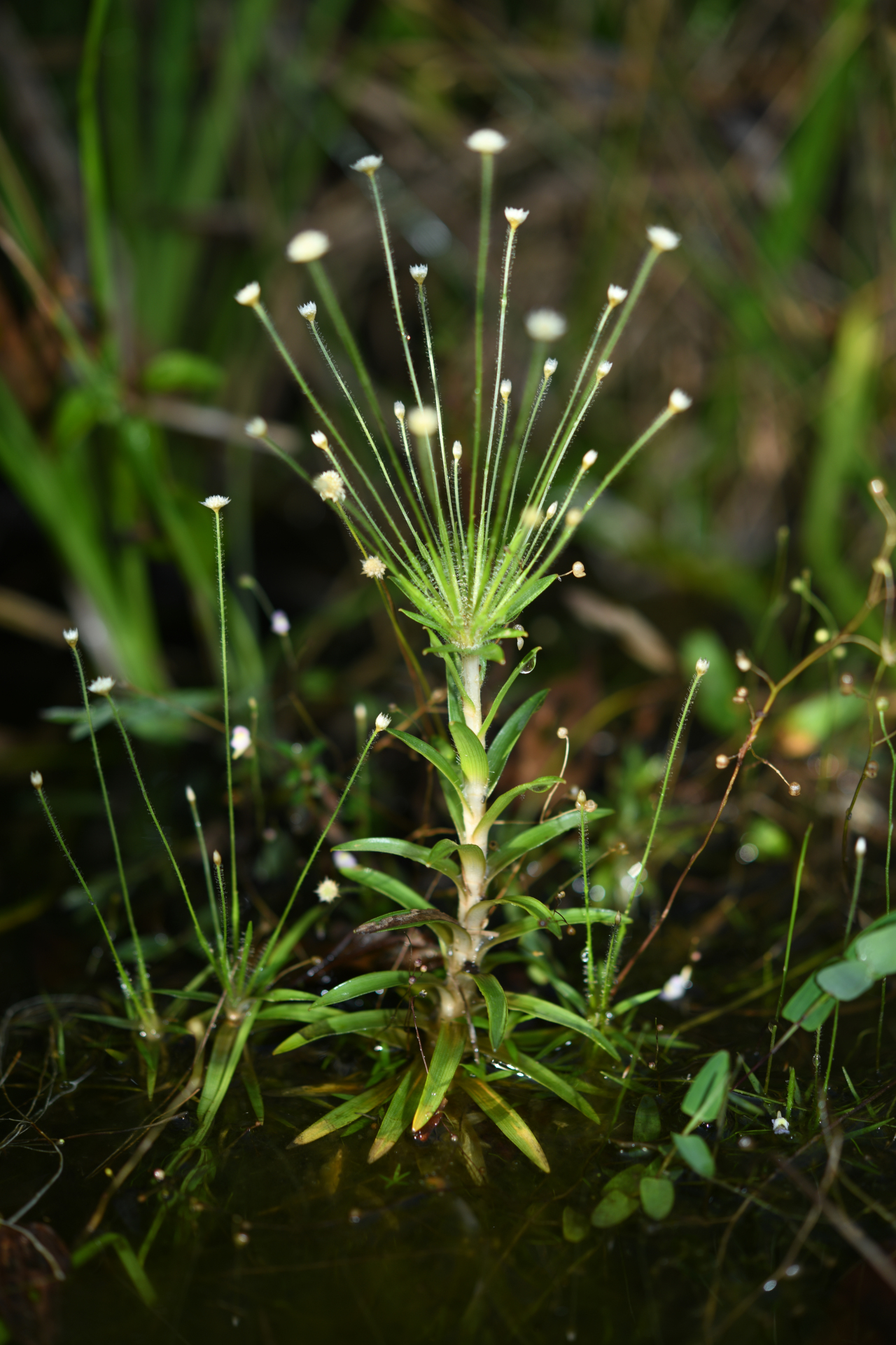 Syngonanthus caulescens (Poir.) Ruhland - Photo Bivouac Naturaliste