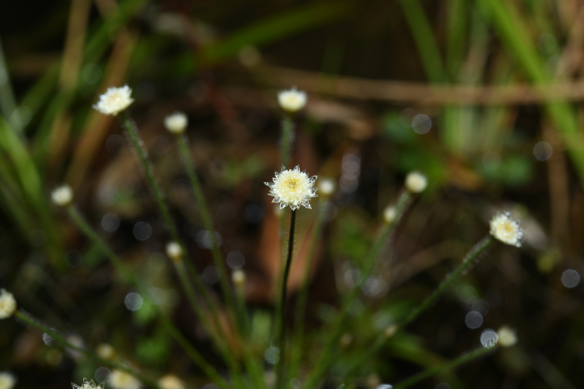 Syngonanthus caulescens (Poir.) Ruhland - Photo Bivouac Naturaliste