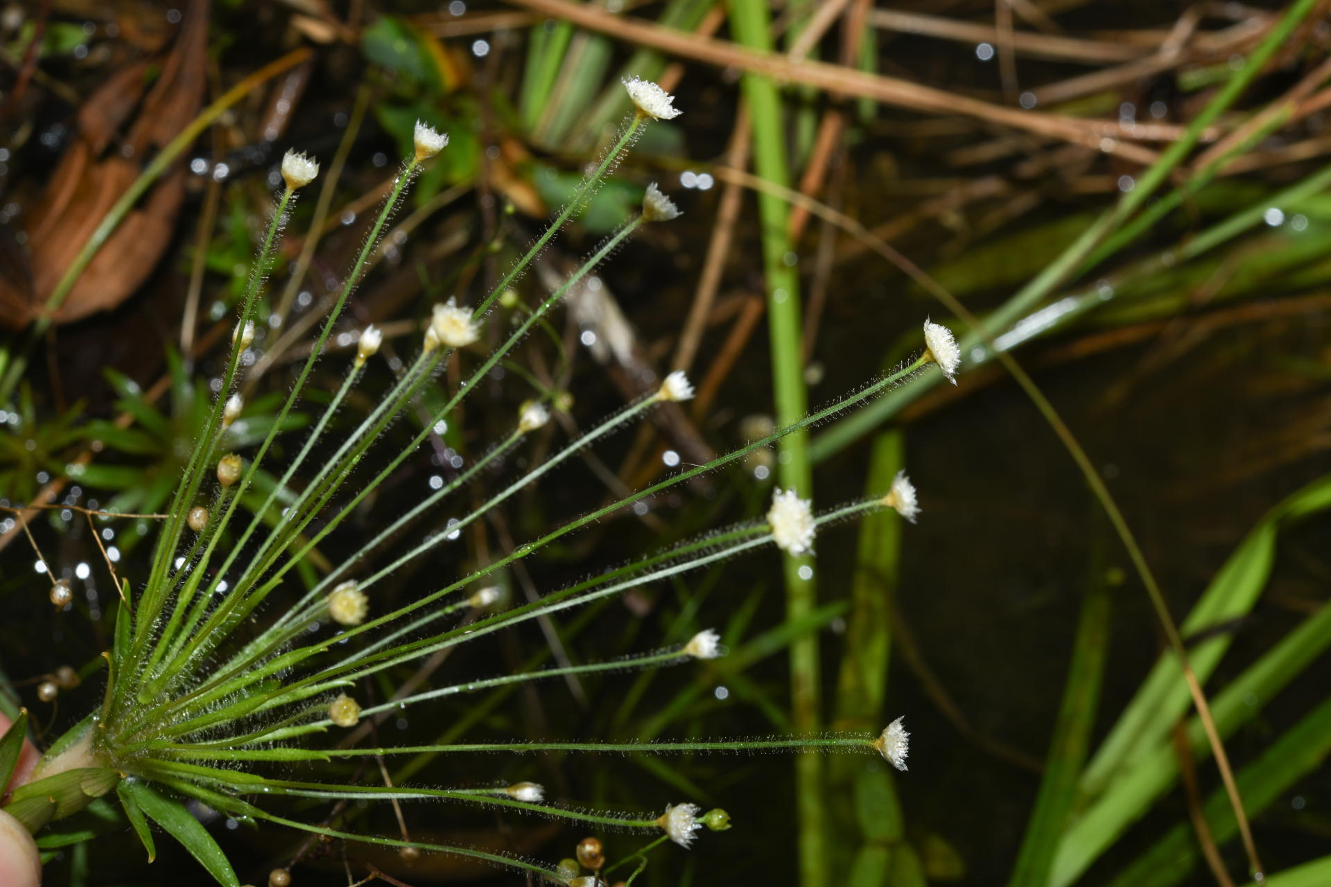 Syngonanthus caulescens (Poir.) Ruhland - Photo Bivouac Naturaliste