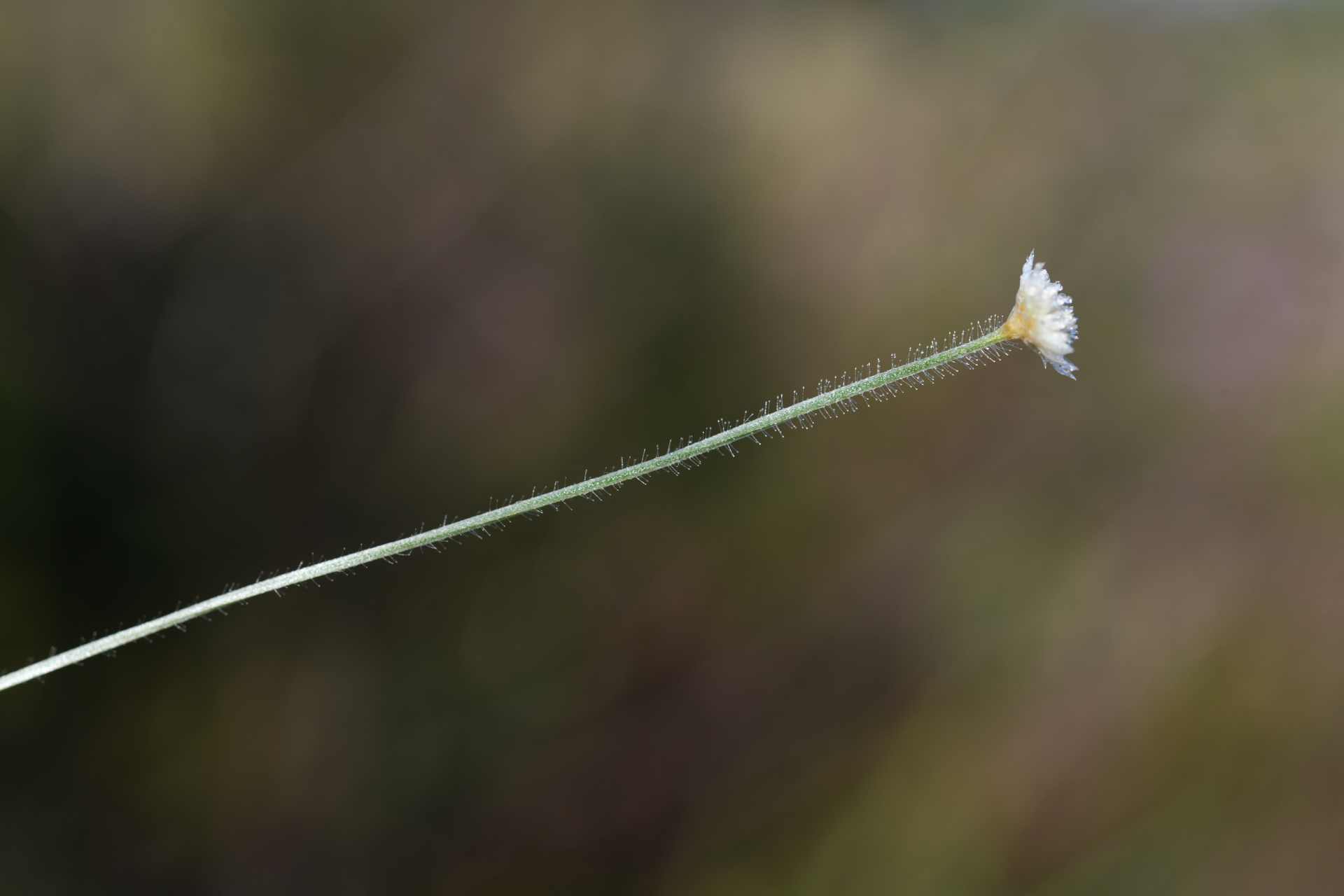 Syngonanthus caulescens (Poir.) Ruhland - Photo Bivouac Naturaliste