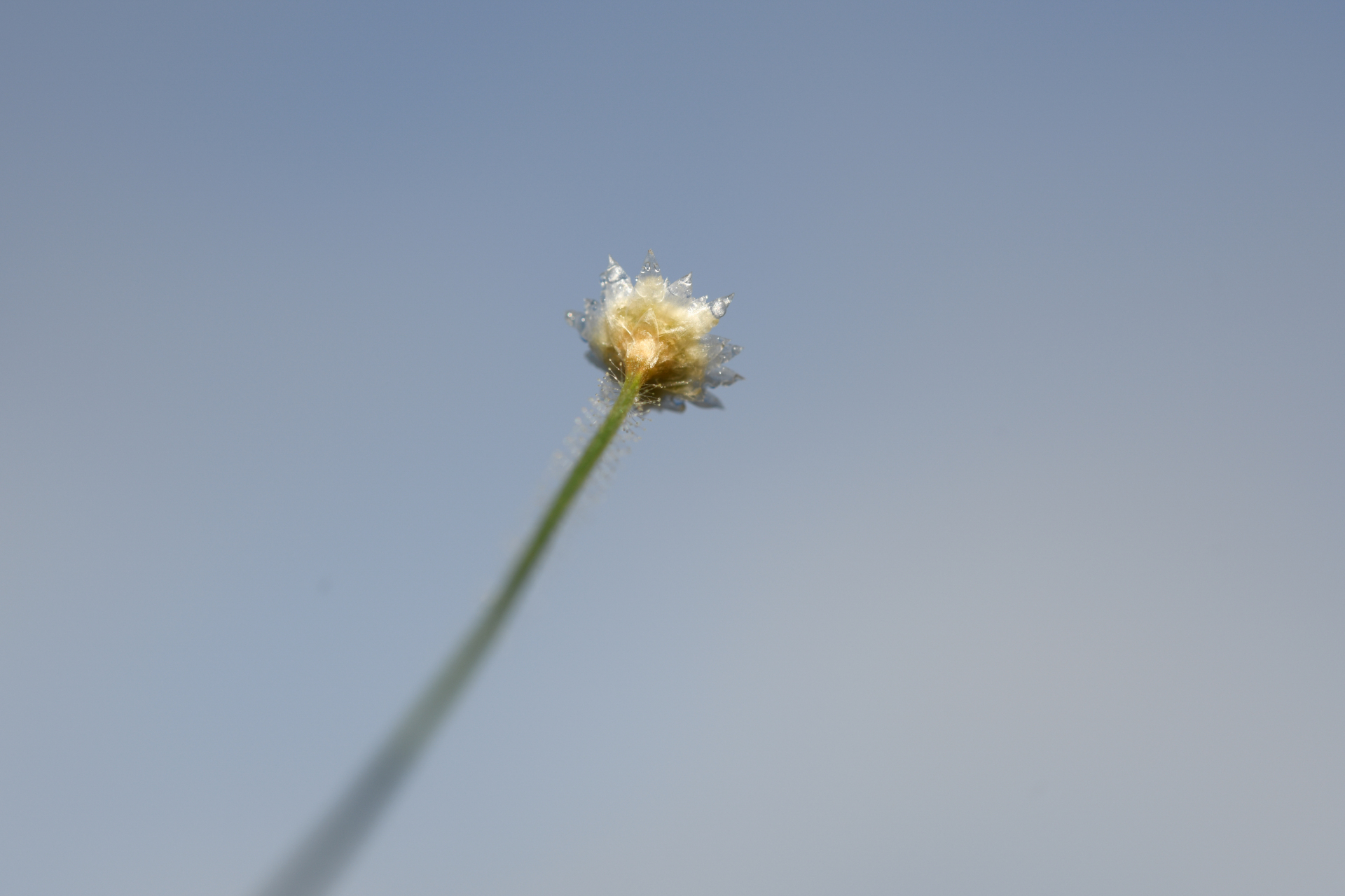 Syngonanthus caulescens (Poir.) Ruhland - Photo Bivouac Naturaliste