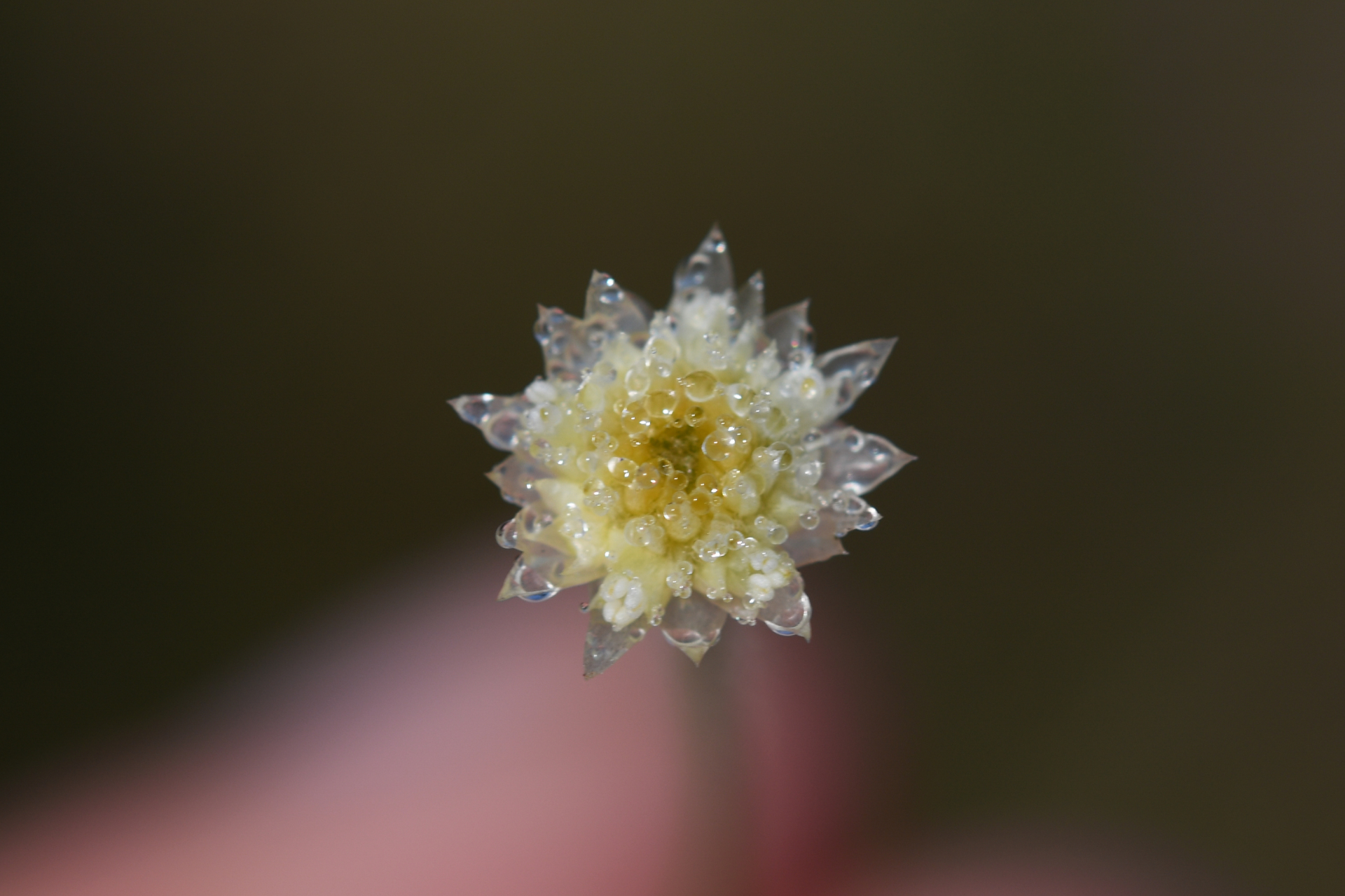 Syngonanthus caulescens (Poir.) Ruhland - Photo Bivouac Naturaliste