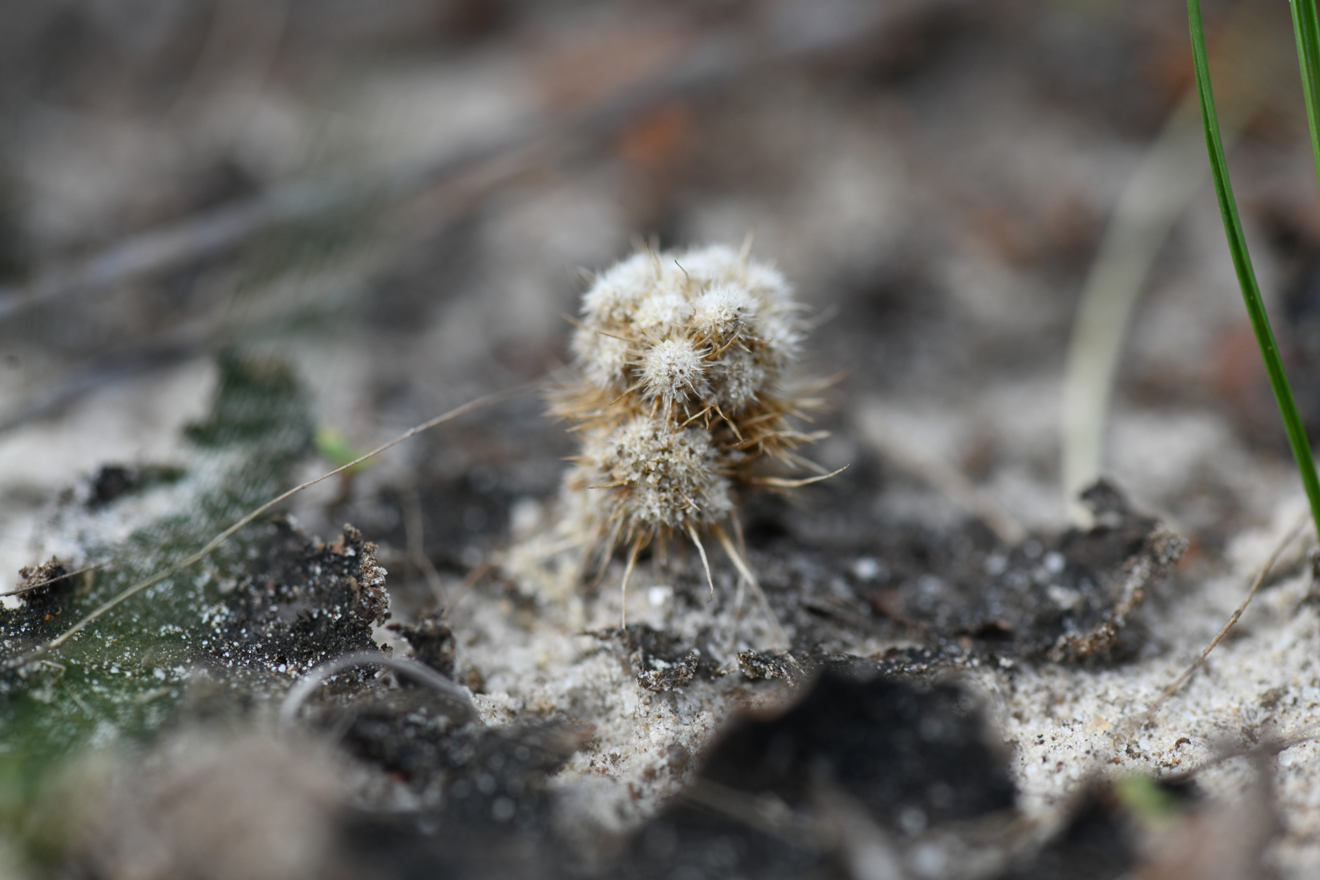 Syngonanthus cuyabensis (Bong.) Giul., Hensold & L.R.Parra - Photo Bivouac Naturaliste